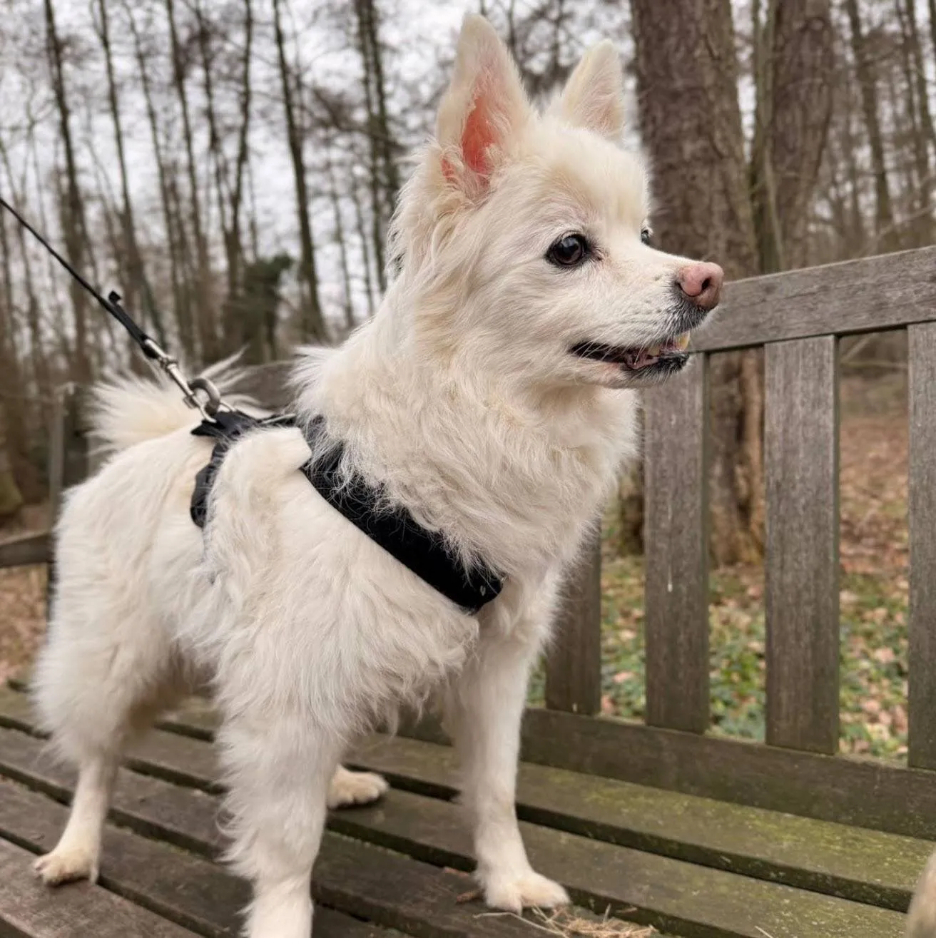 Benji - Huisdier van de Week - Dierentehuis Arnhem en omstreken