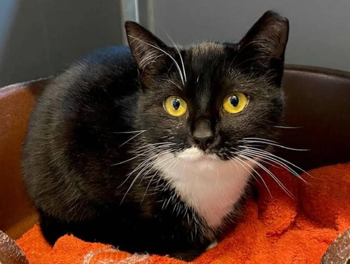 Huisdier van de Week - Ivy - Dierentehuis Arnhem en omstreken