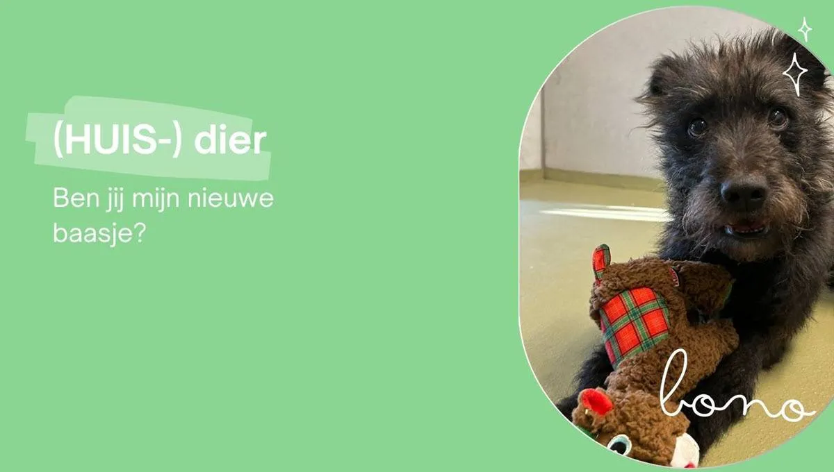 Huisdier van de week - Bono - Dierentehuis Arnhem en omstreken