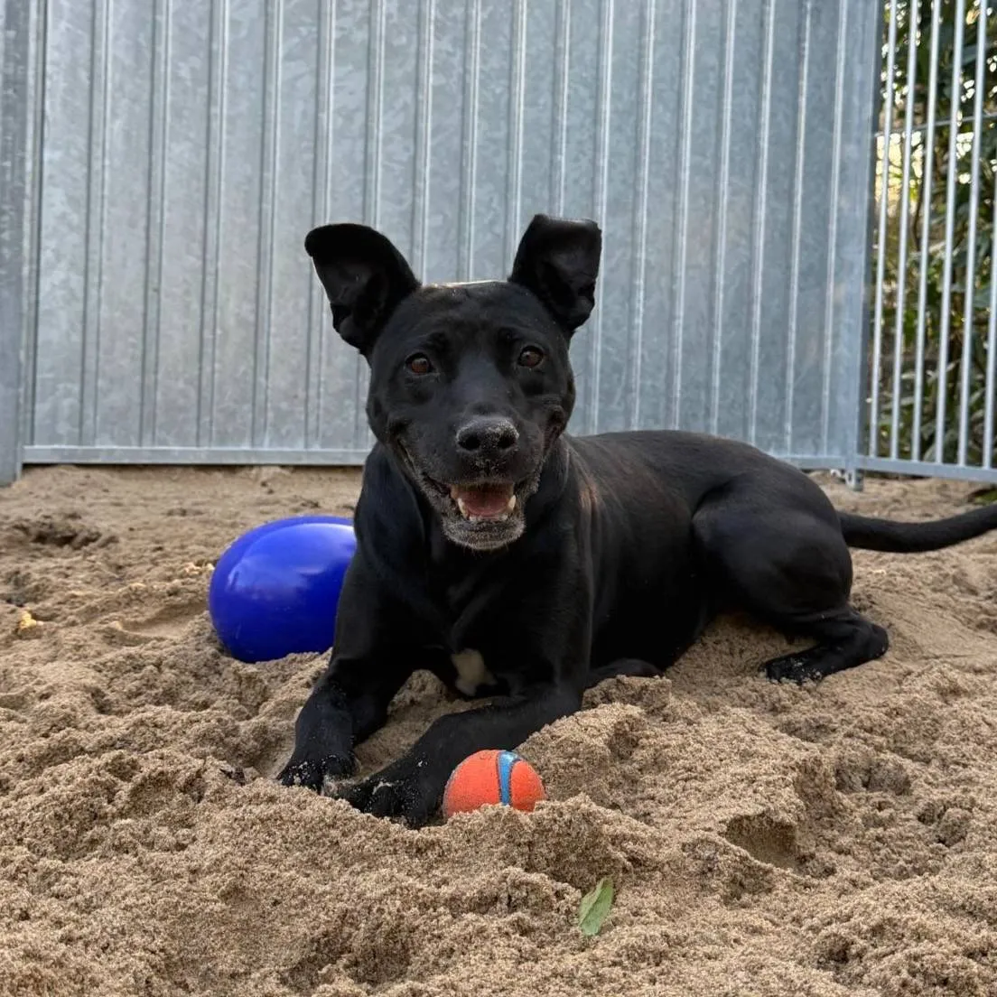 Huisdier van de Week - Pippi - Dierentehuis Arnhem en omstreken 22-03-2026 (2)