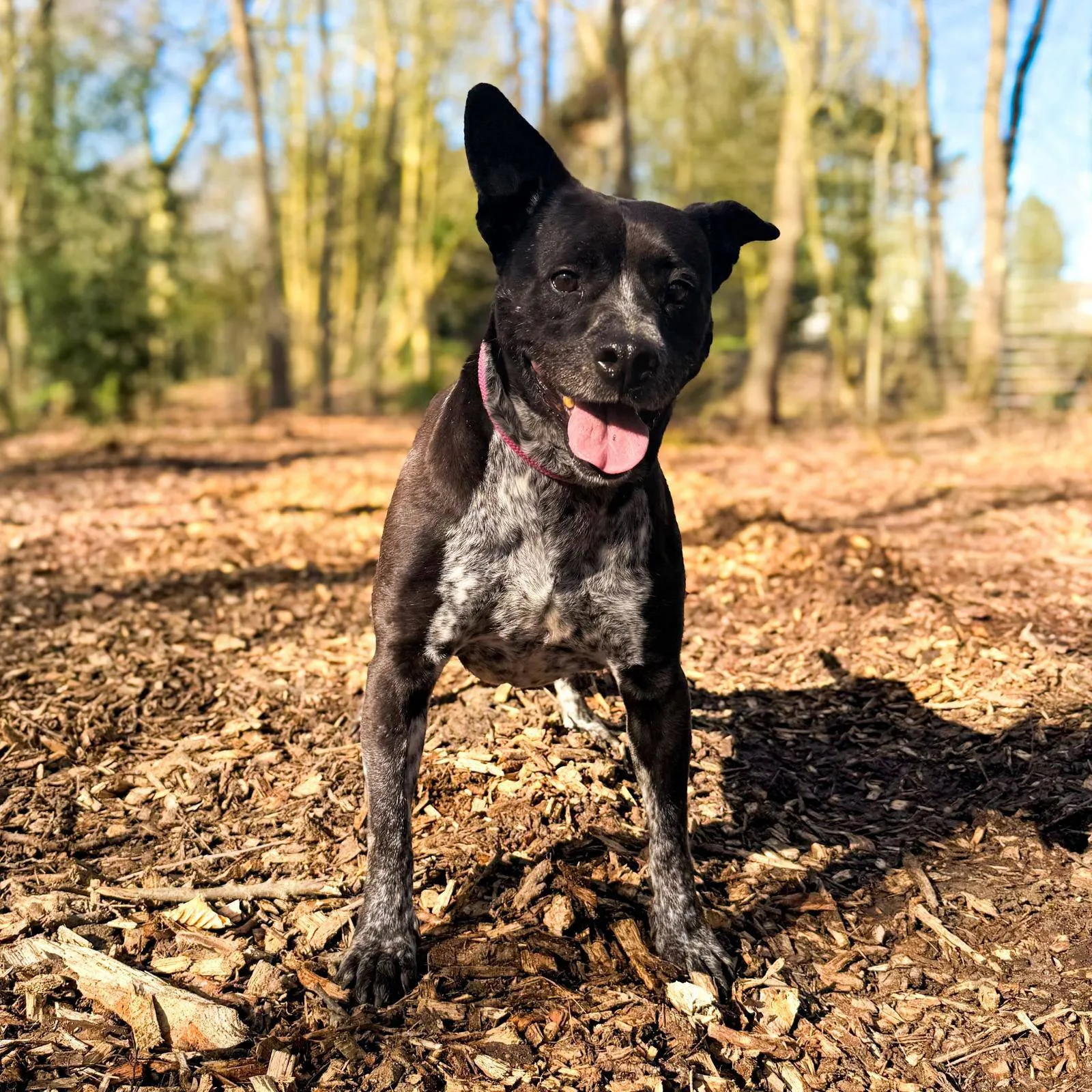 Bertie1 - Huisdier van de Week - Dierentehuis Arnhem en omstreken