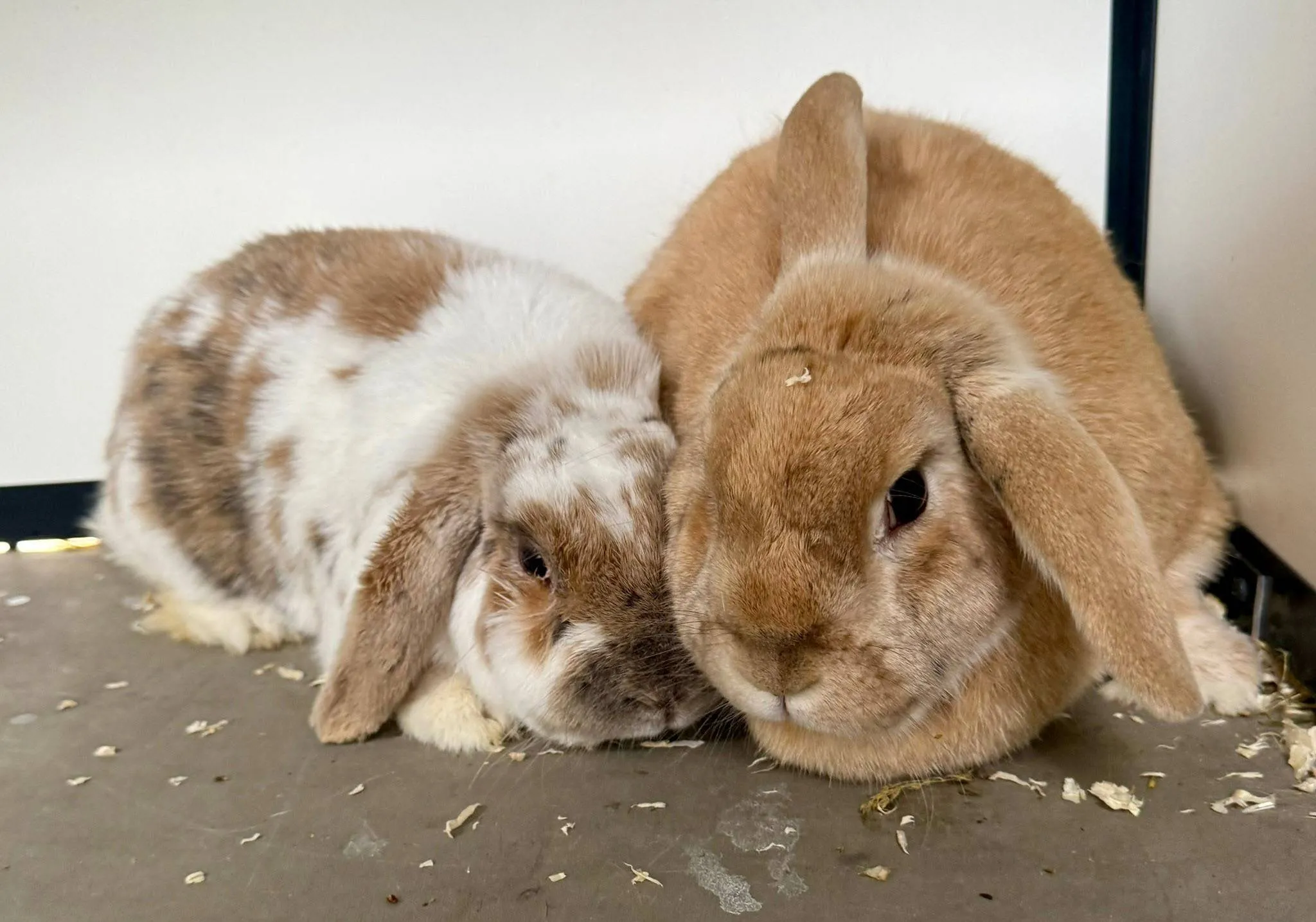 Bob en Major Piet - Huisdier van de Week - Dierentehuis Arnhem en omstreken