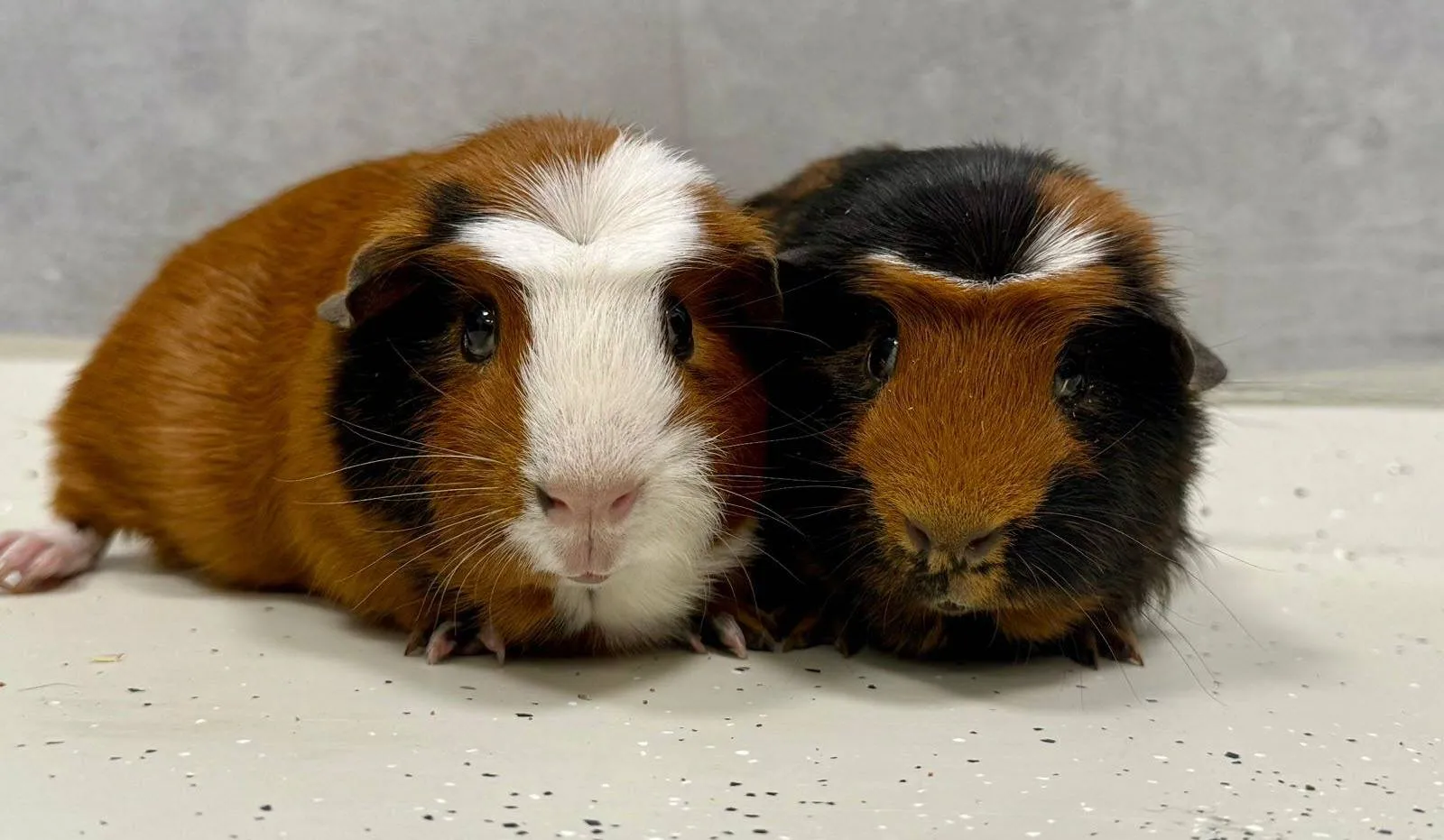 Ewout-0378-Kees-0377