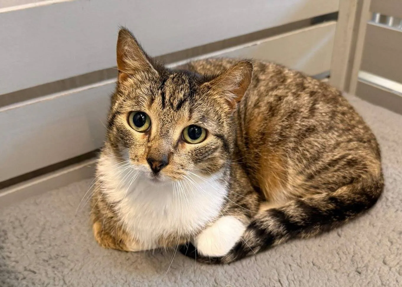 Abigail - Huisdier van de Week Dierentehuis Arnhem en omstreken (1)