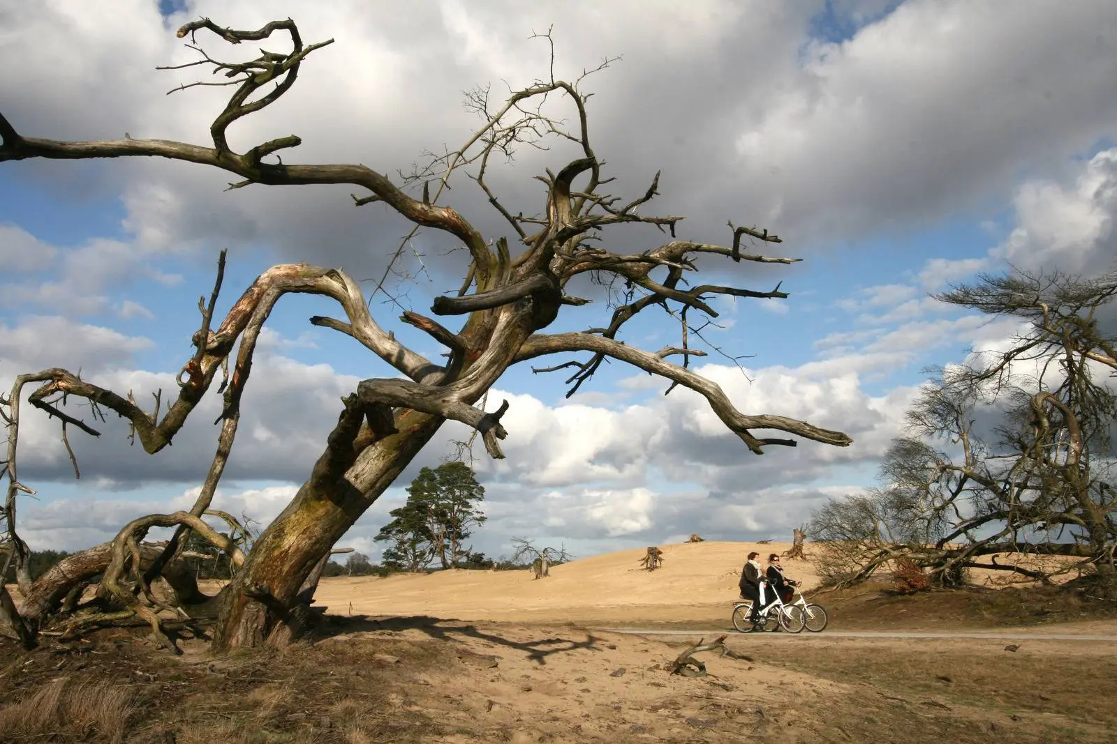 FietsenHoge veluwe_Robbert_Maas_015