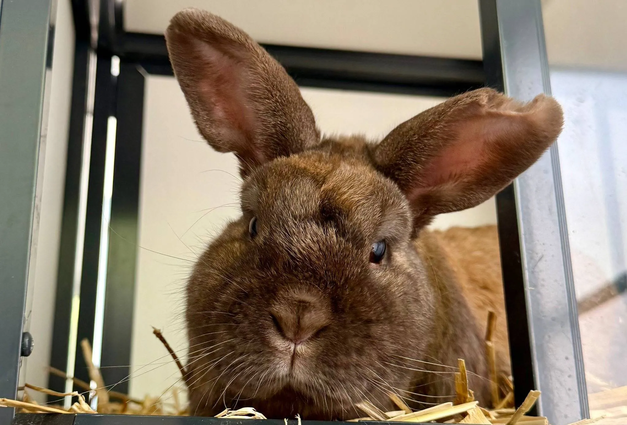 Roderick - Huisdier van de Week - Dierentehuis Arnhem en omstreken