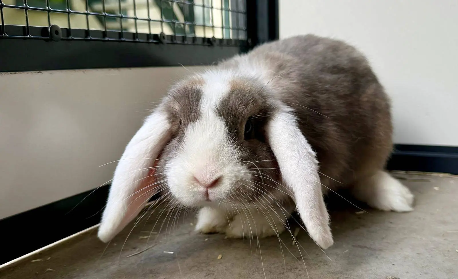 Balisto - Huisdier van de Week - Dierentehuis Arnhem en omstreken