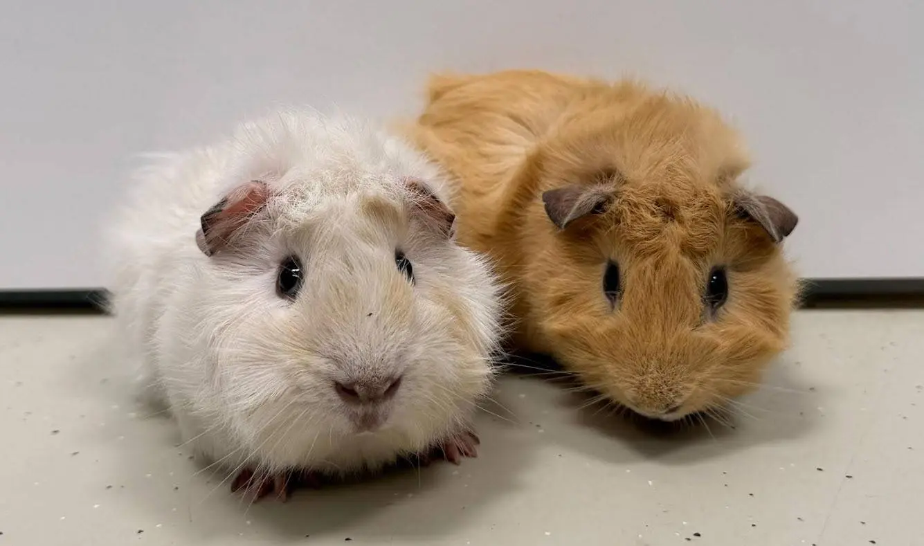 Casper en Spookje - Huisdier van de Week - Dierentehuis Arnhem en omstreken