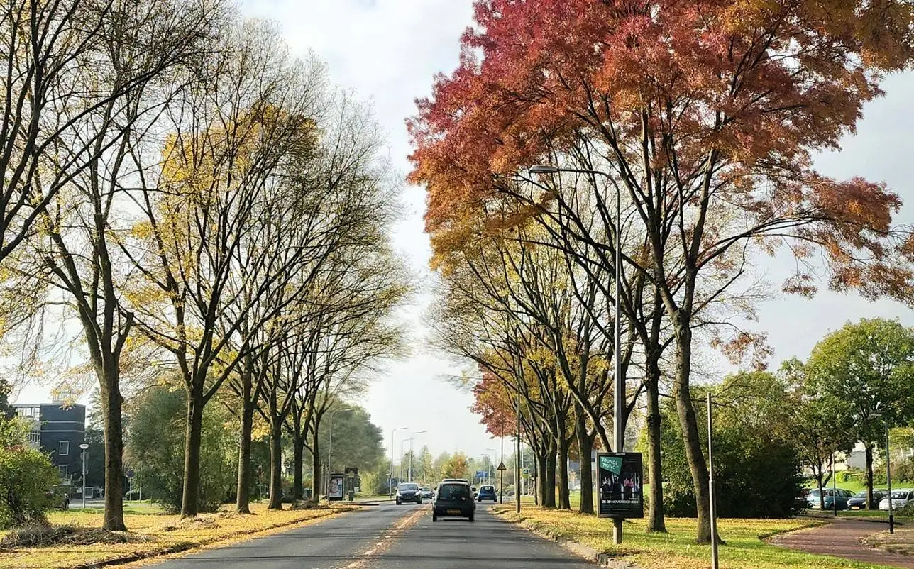 bomen herfst