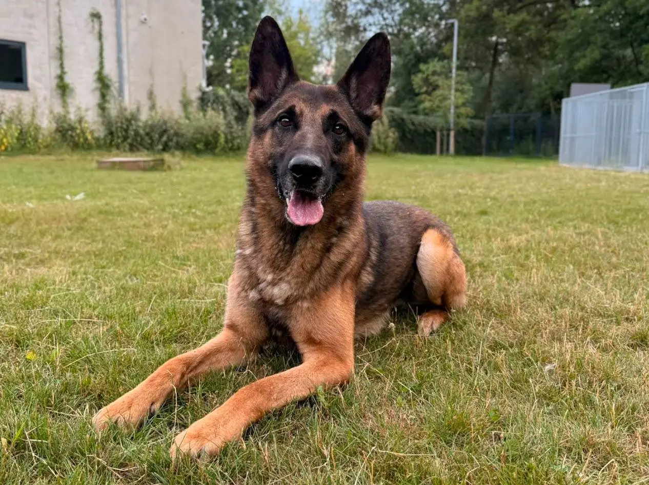 Huisdier van de Week - Dex - Dierentehuis Arnhem en omstreken