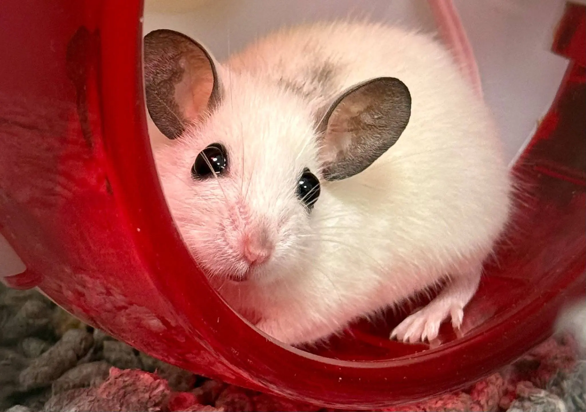 Yoshi - Huisdier van de Week - Dierentehuis Arnhem en omstreken