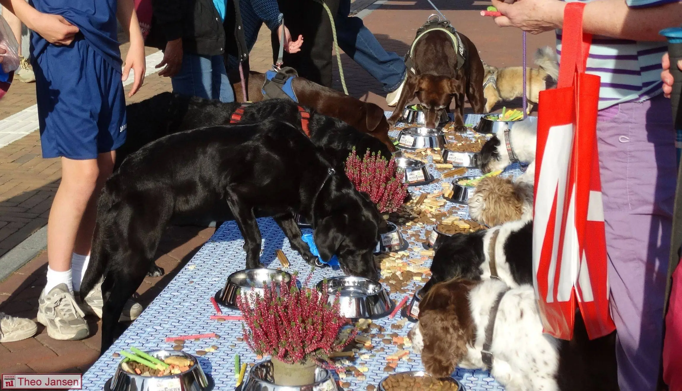 21e Dierense Dierendagbuffet opnieuw een groot feest voor viervoeters 3-10-26 (6)