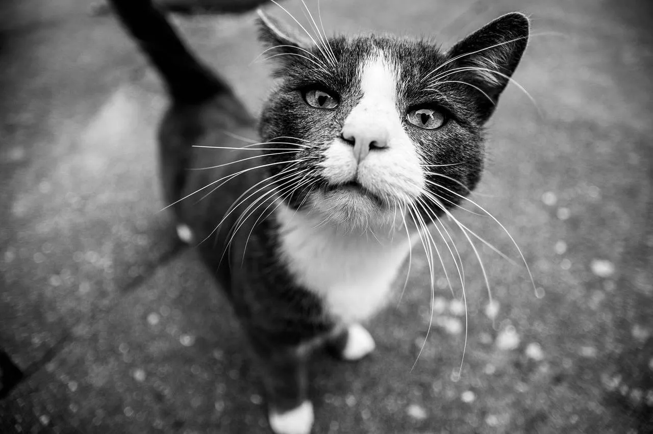 cat 5162540 1280