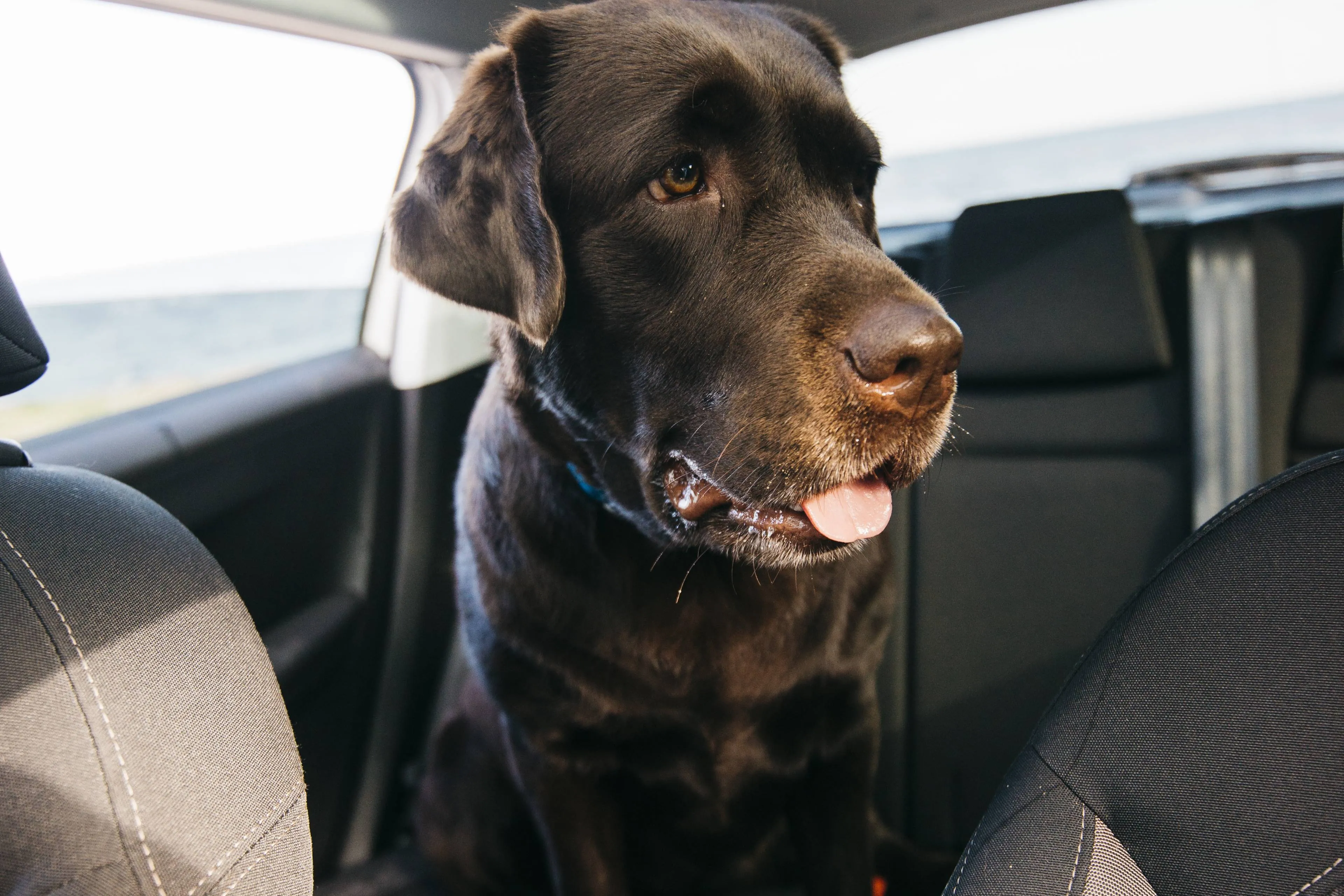 big black dog car