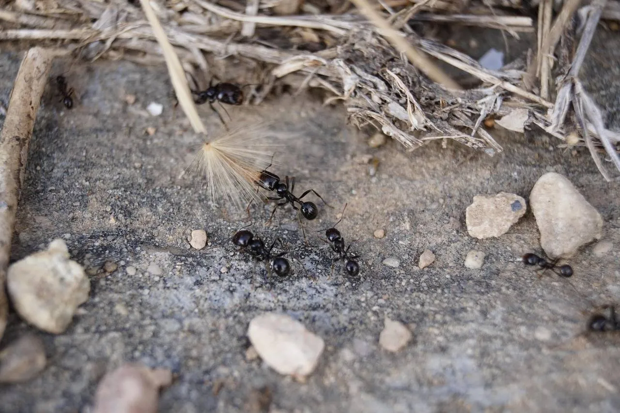 ant-4453262_1280