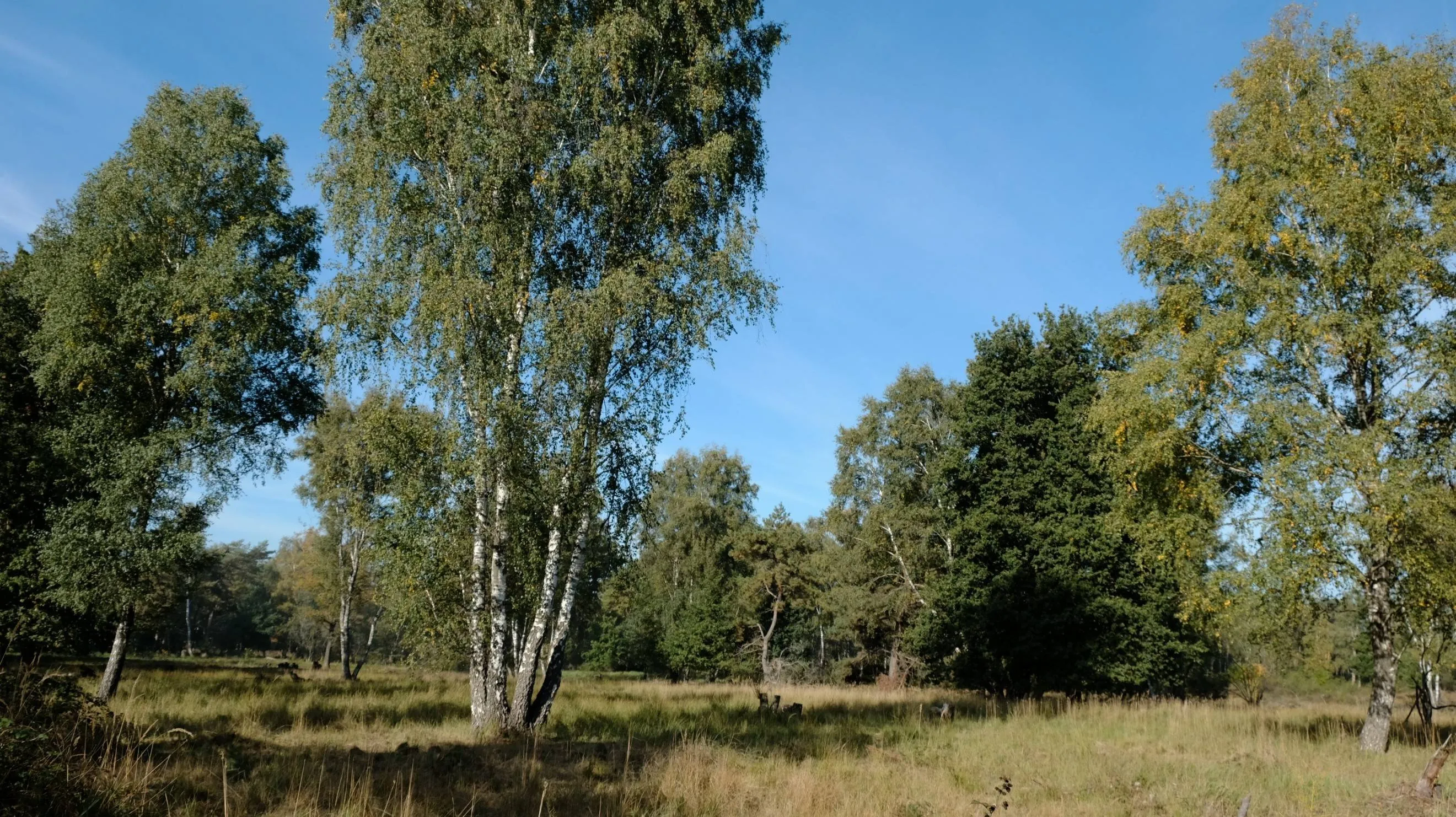 foto Melickerheide