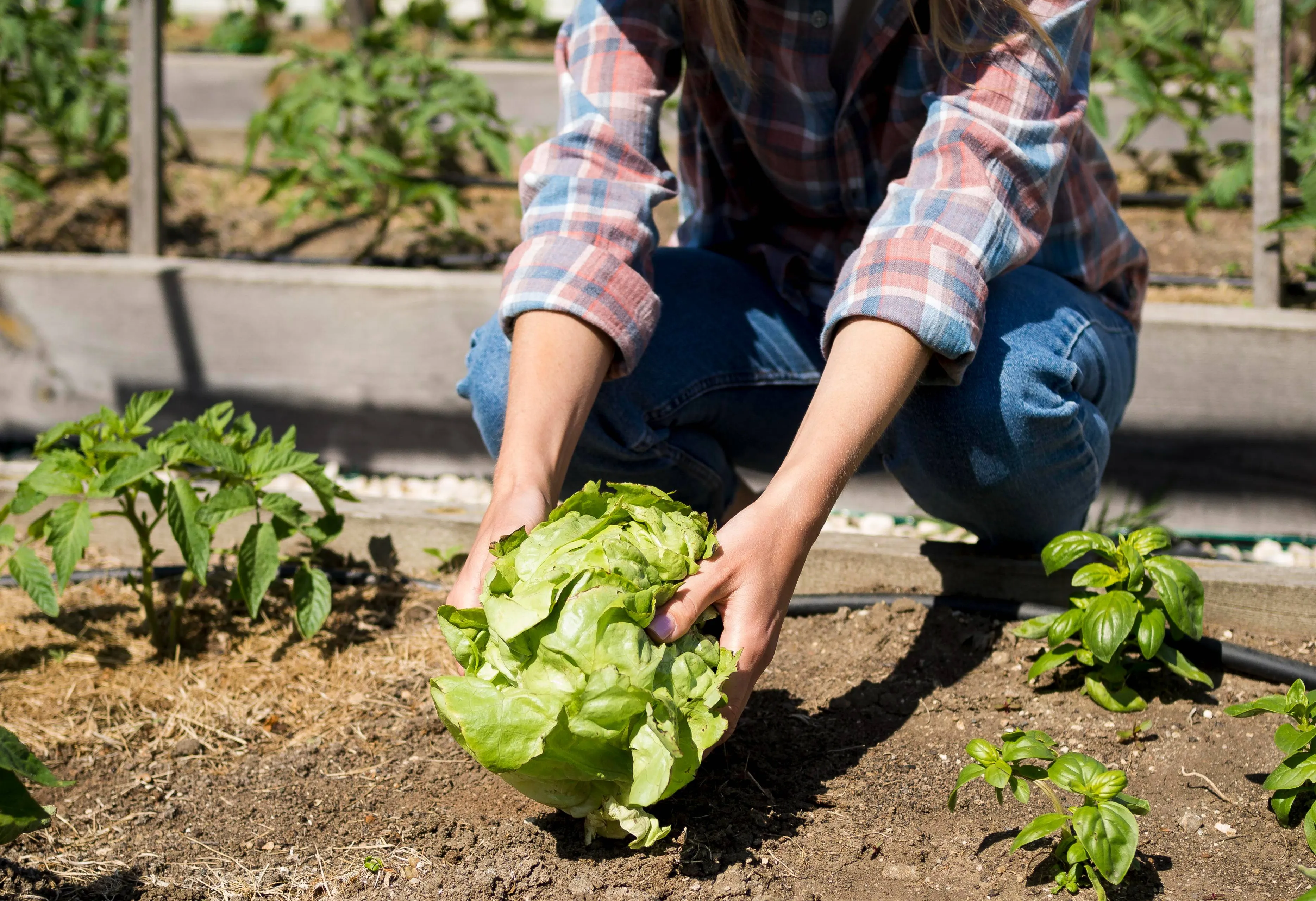 front-view-woman-taking-green-cabbage-from-ground