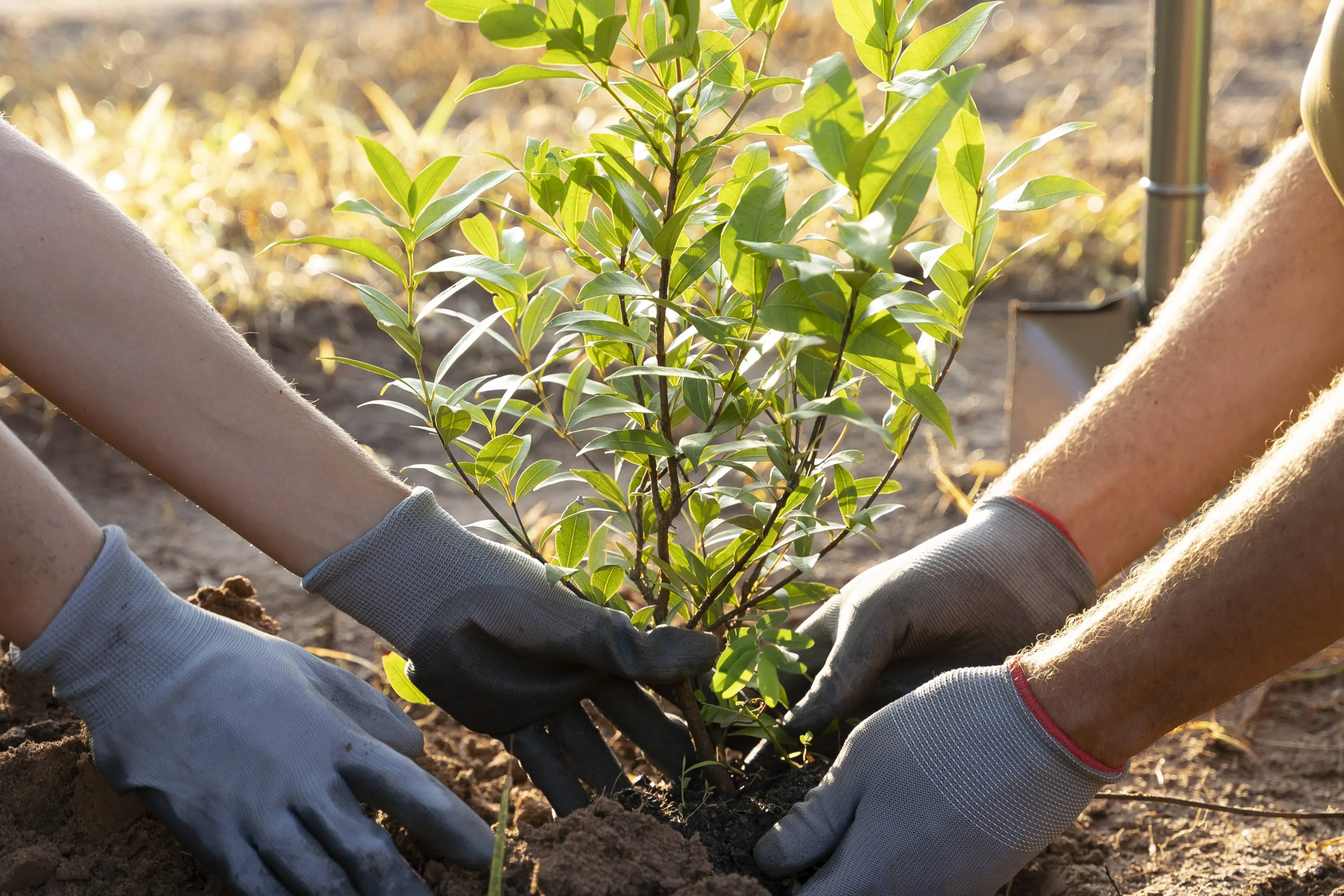people-planting-tree-countryside