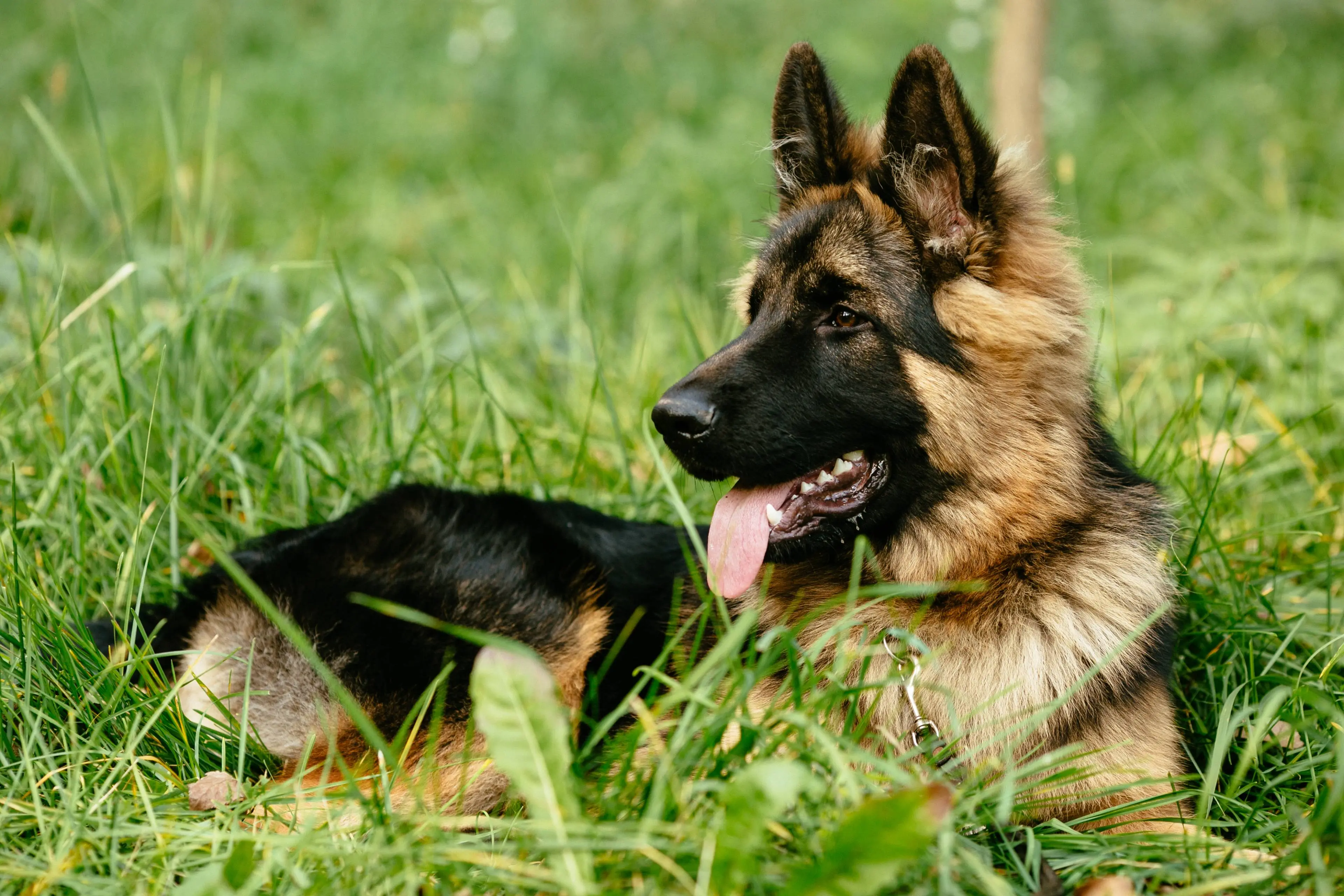 german-shepherd-lying-grass