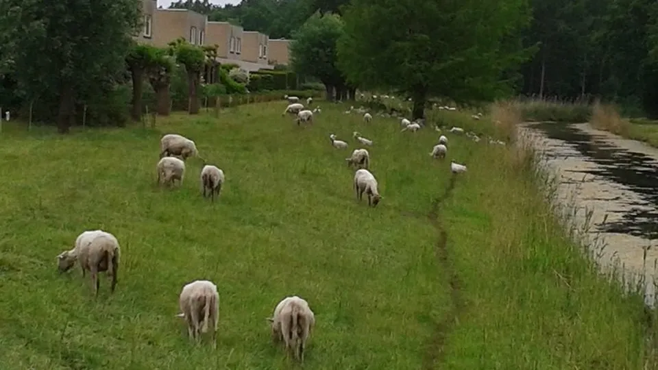 150602 schapen dijkwetering 3 walter wamsteker e1433420413930