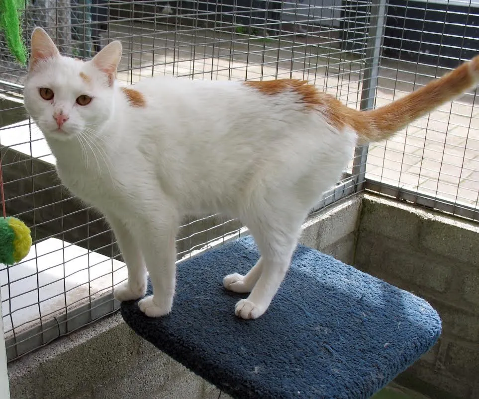 keesje kat van de week