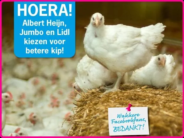 kippen wakker dier