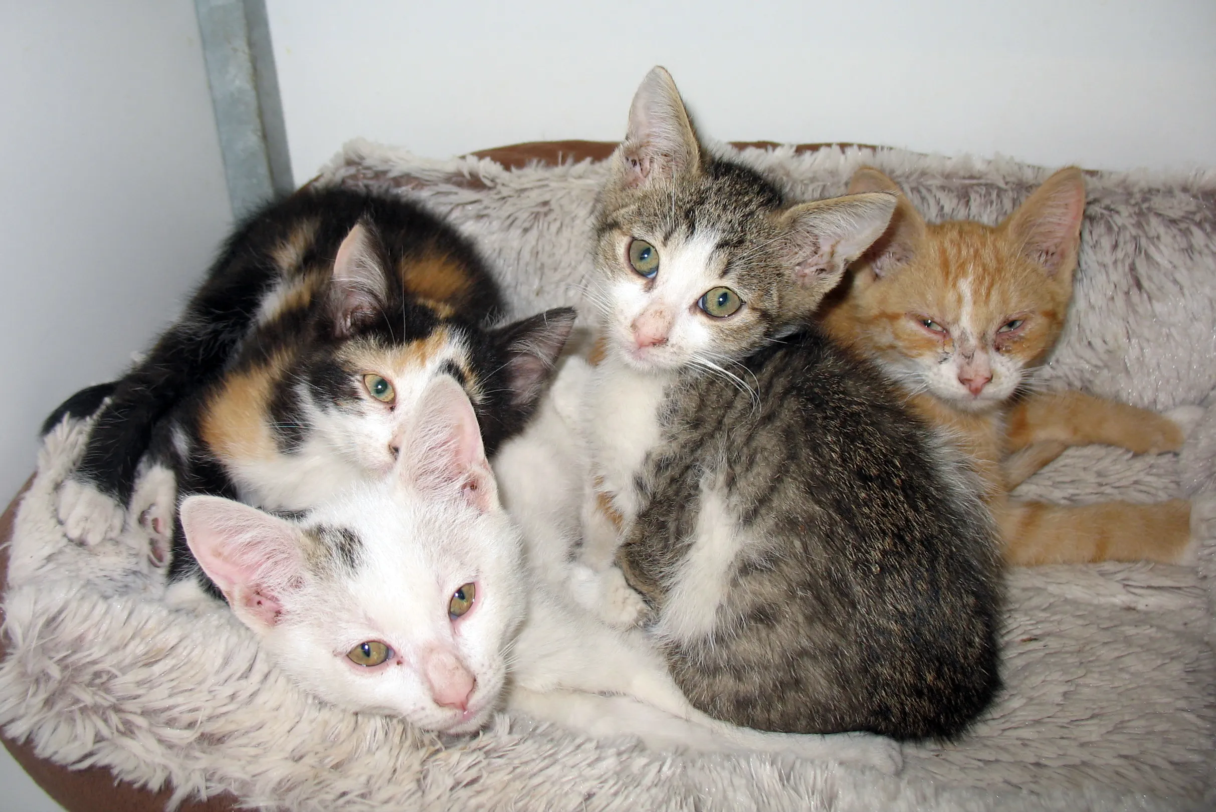 kittens6 7