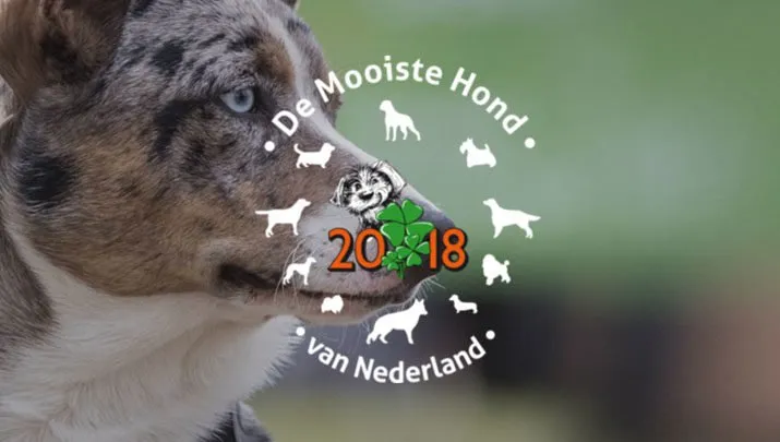 mooiste hond 715x405