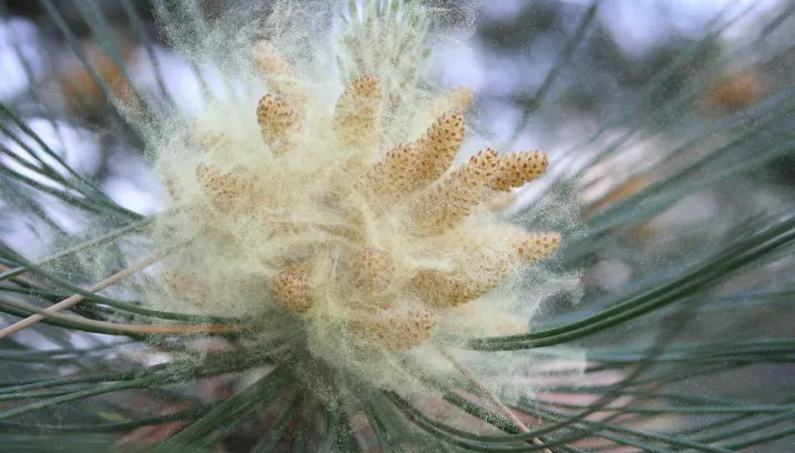 pollen lente