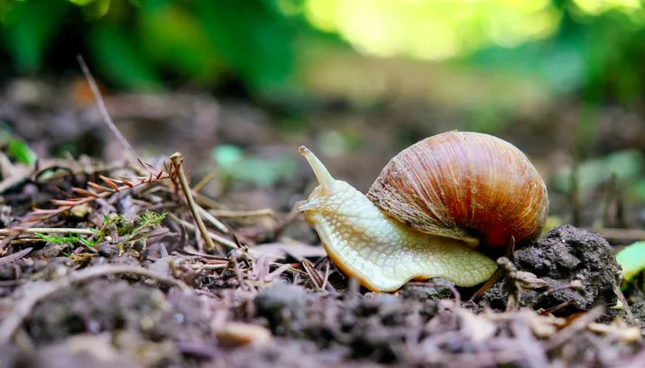 slakken in je tuin