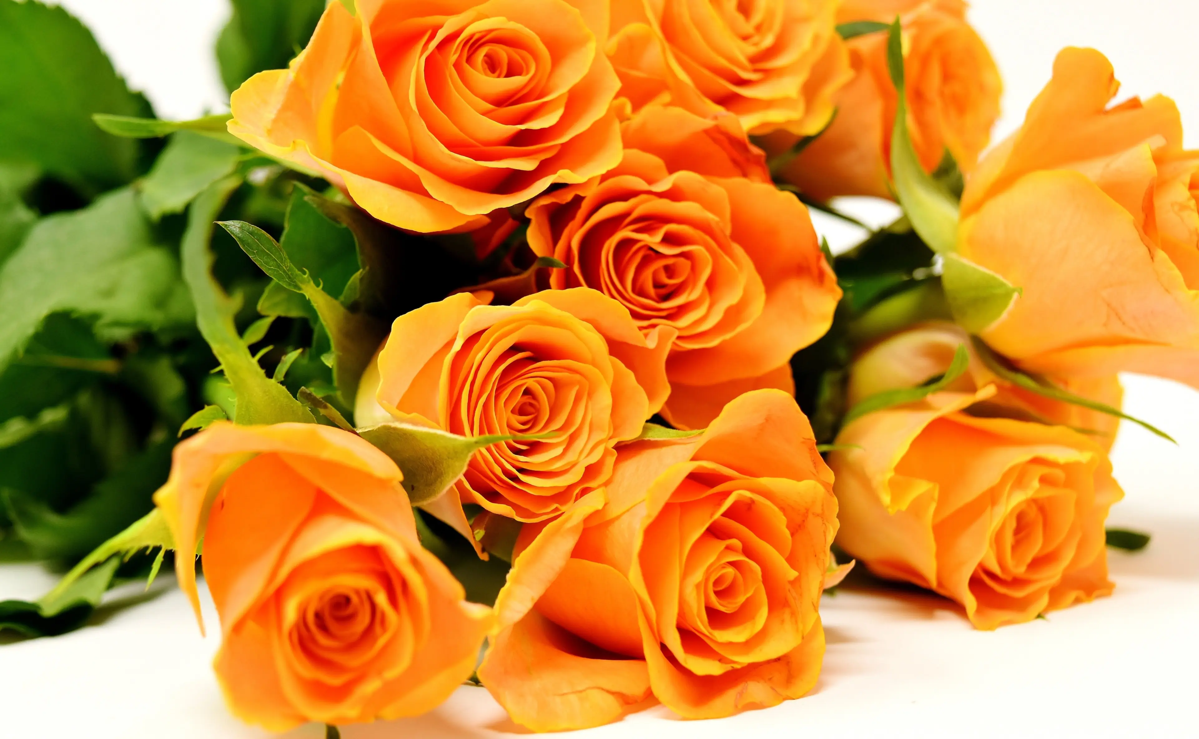 alexas_fotos-roses-3418141