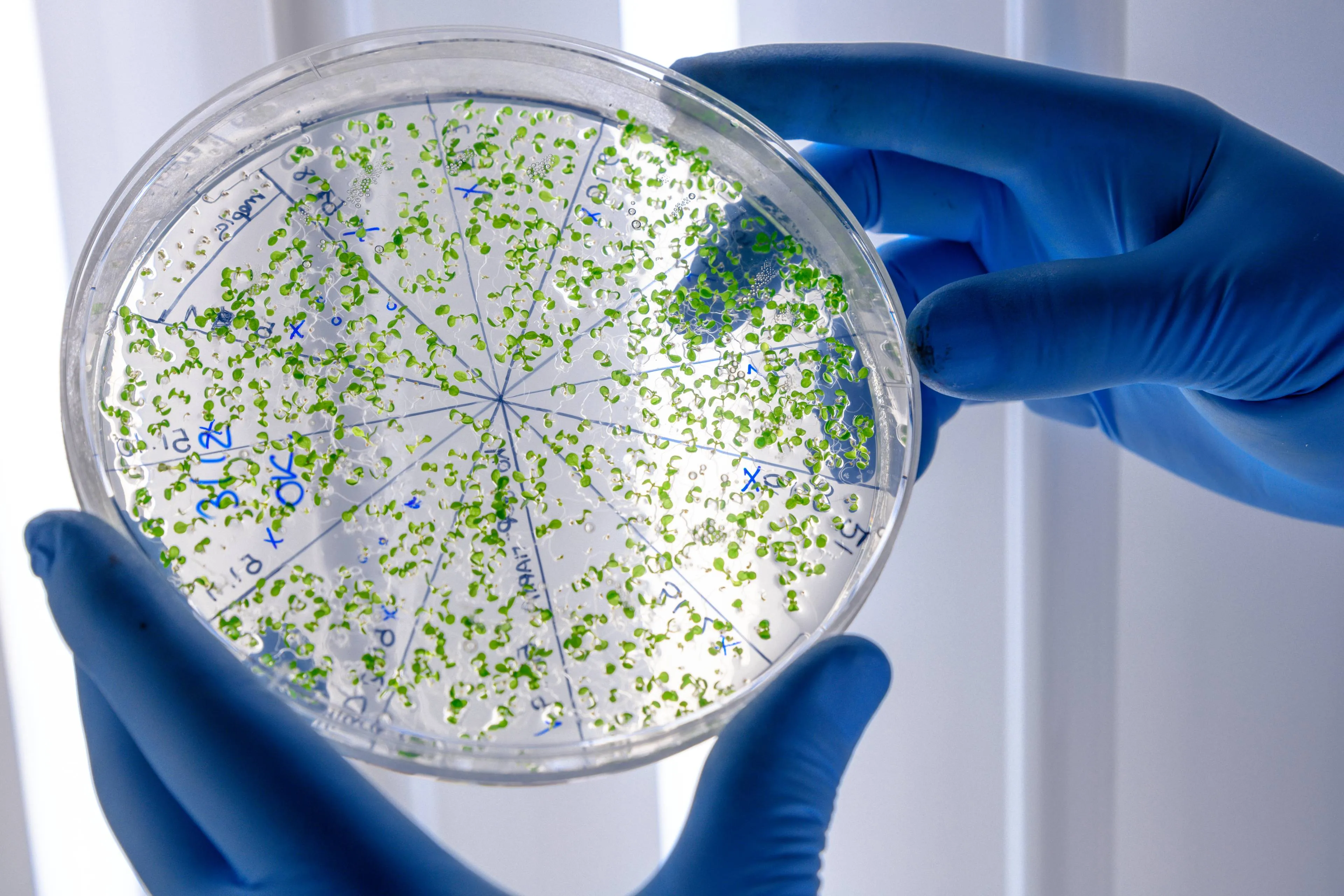laboratory-worker-examining-green-substance-petri-dish-while-conducting-coronavirus-research