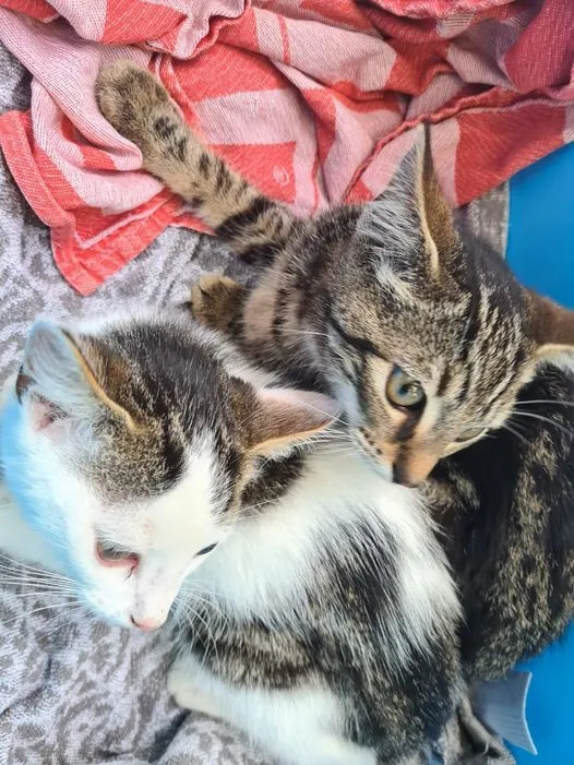 kittens