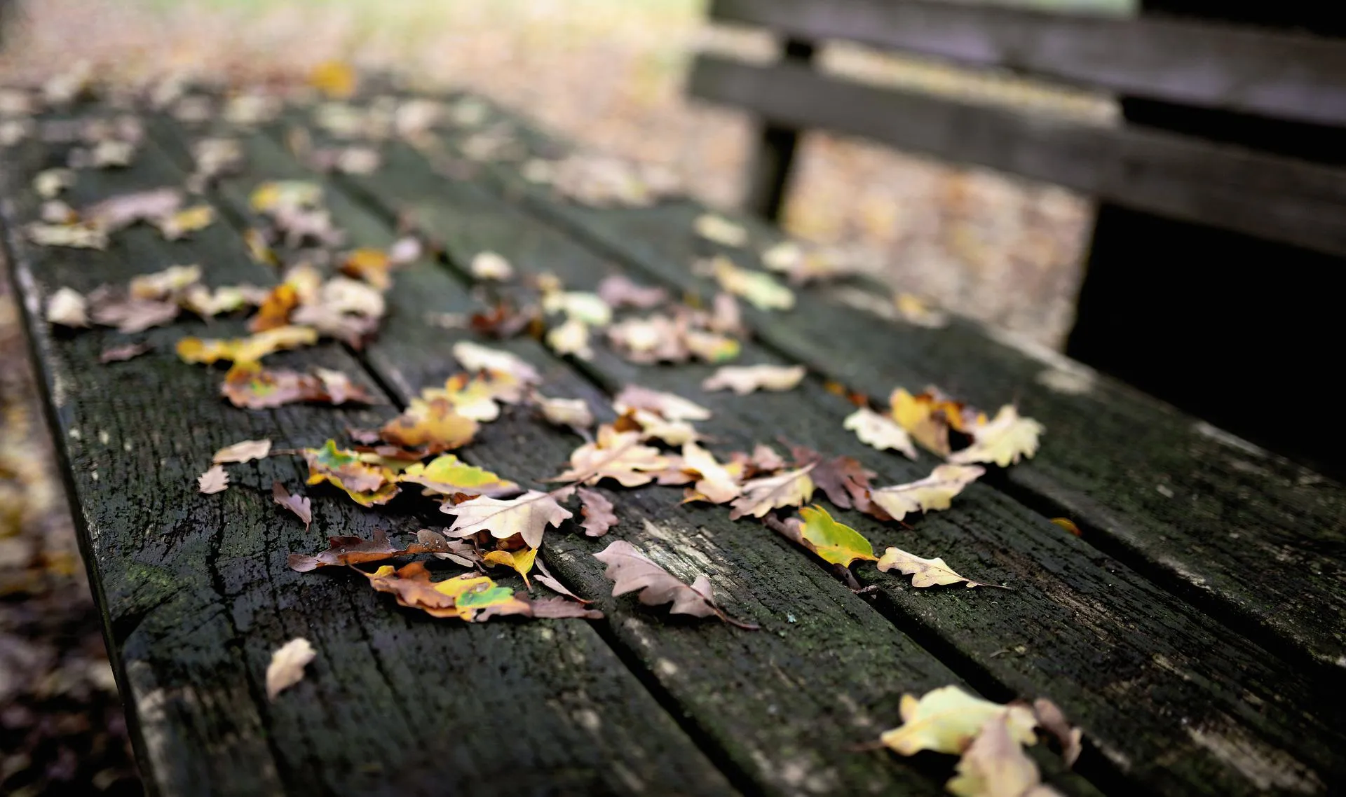 leaves g83e50e26f 1920