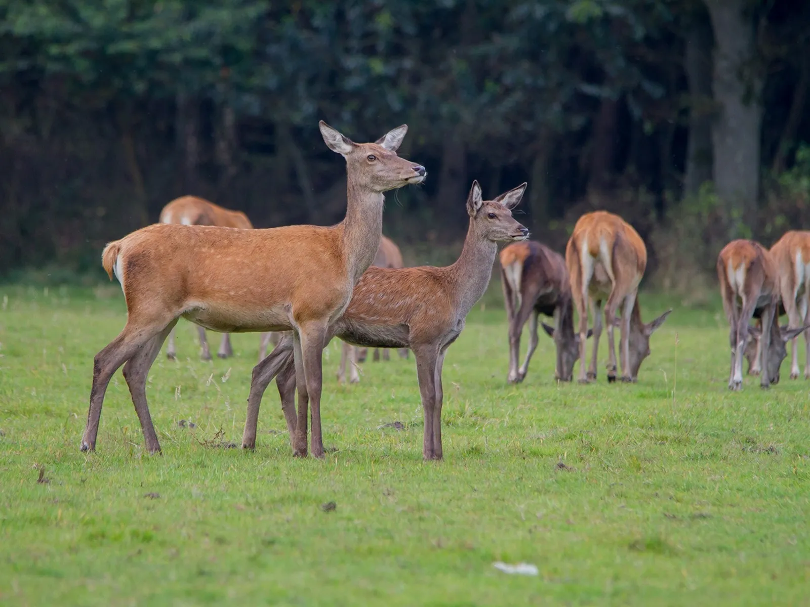 wildkansel natuurcentrum 0355 1