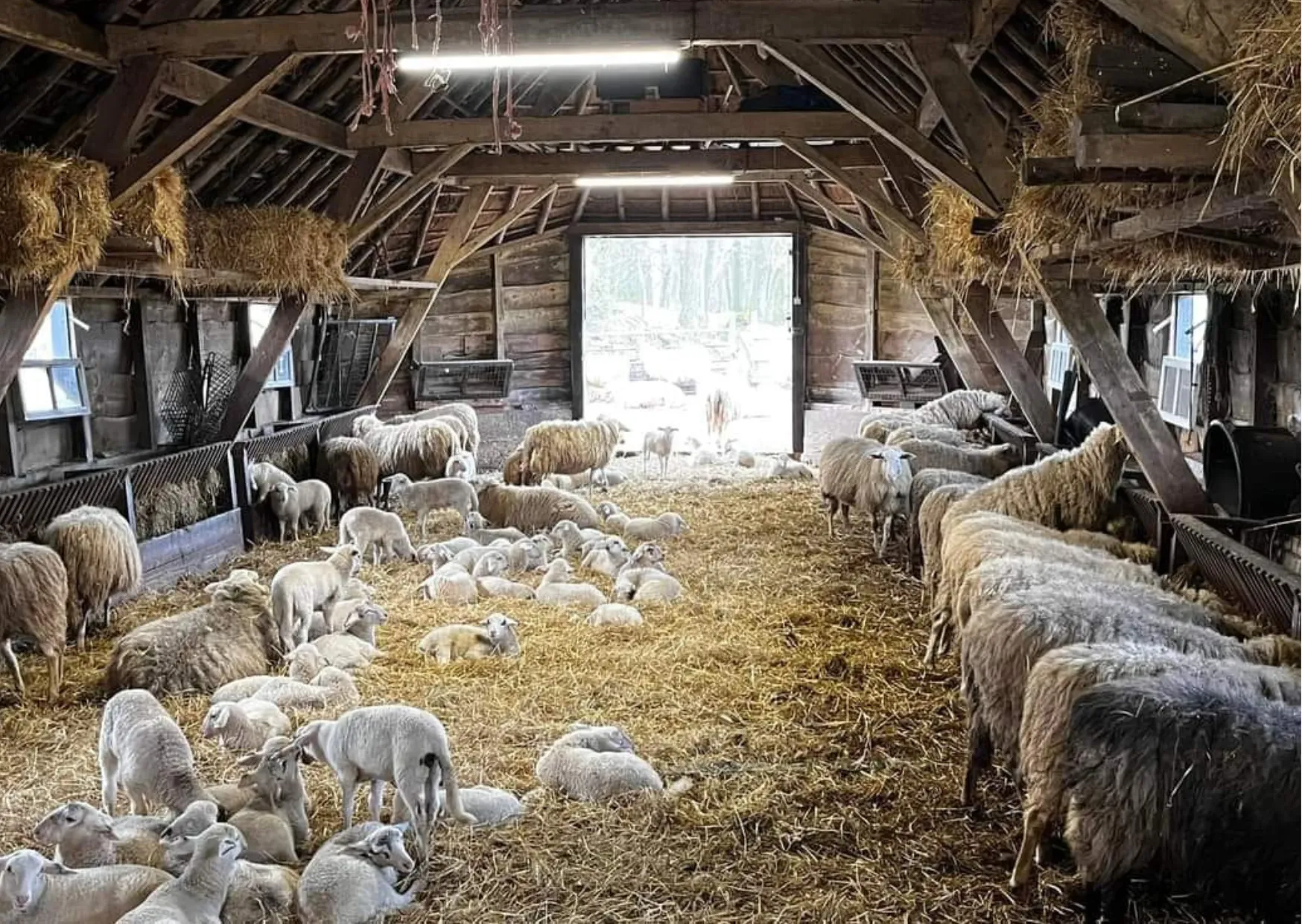 Schaapskooi - nc de ginkel