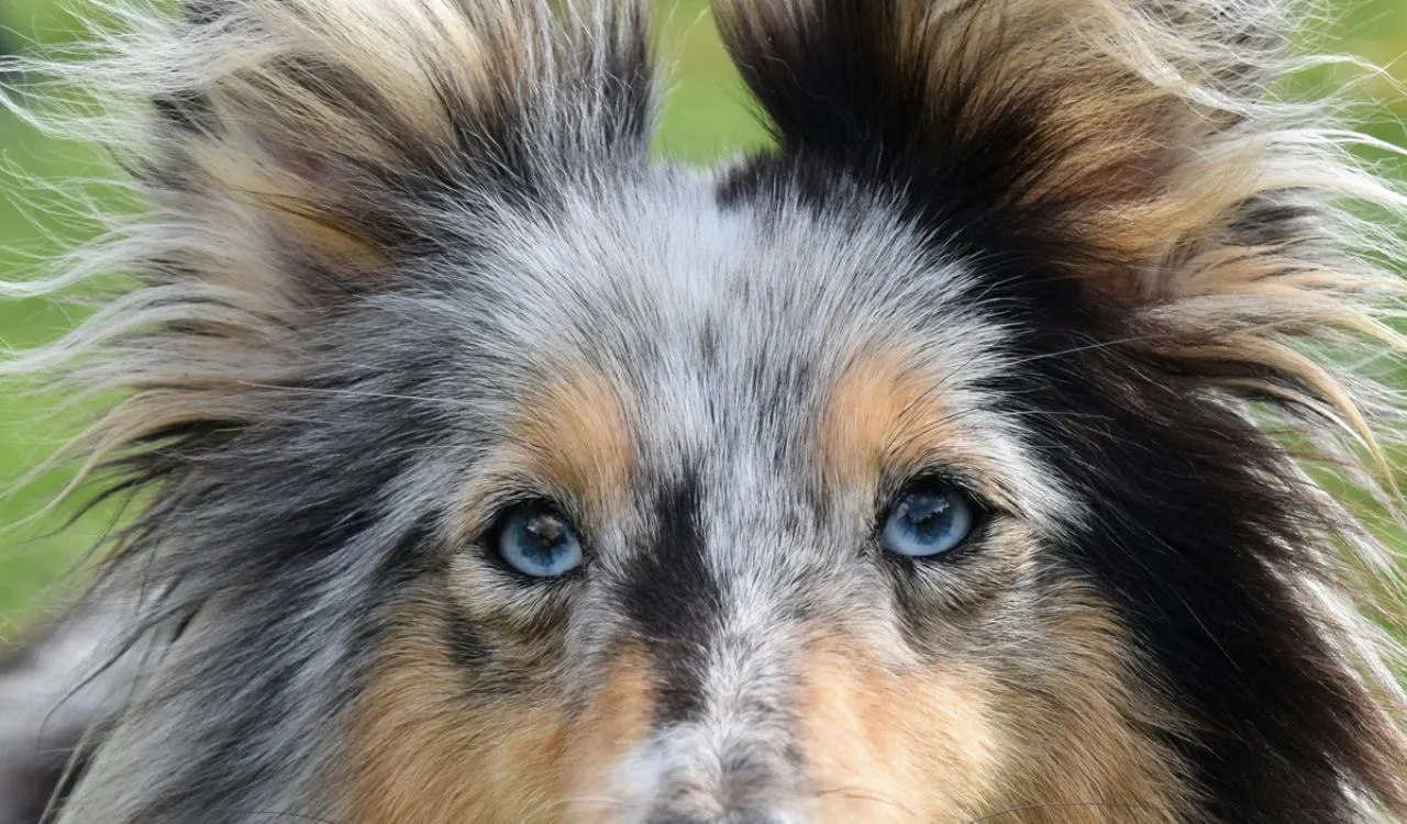 hond