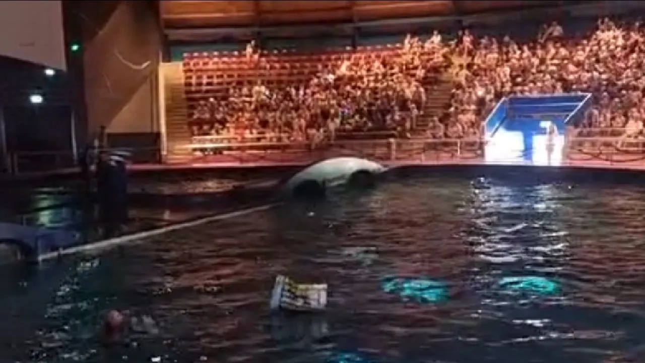 Grote paniek in Dolfinarium: show direct stilgelegd