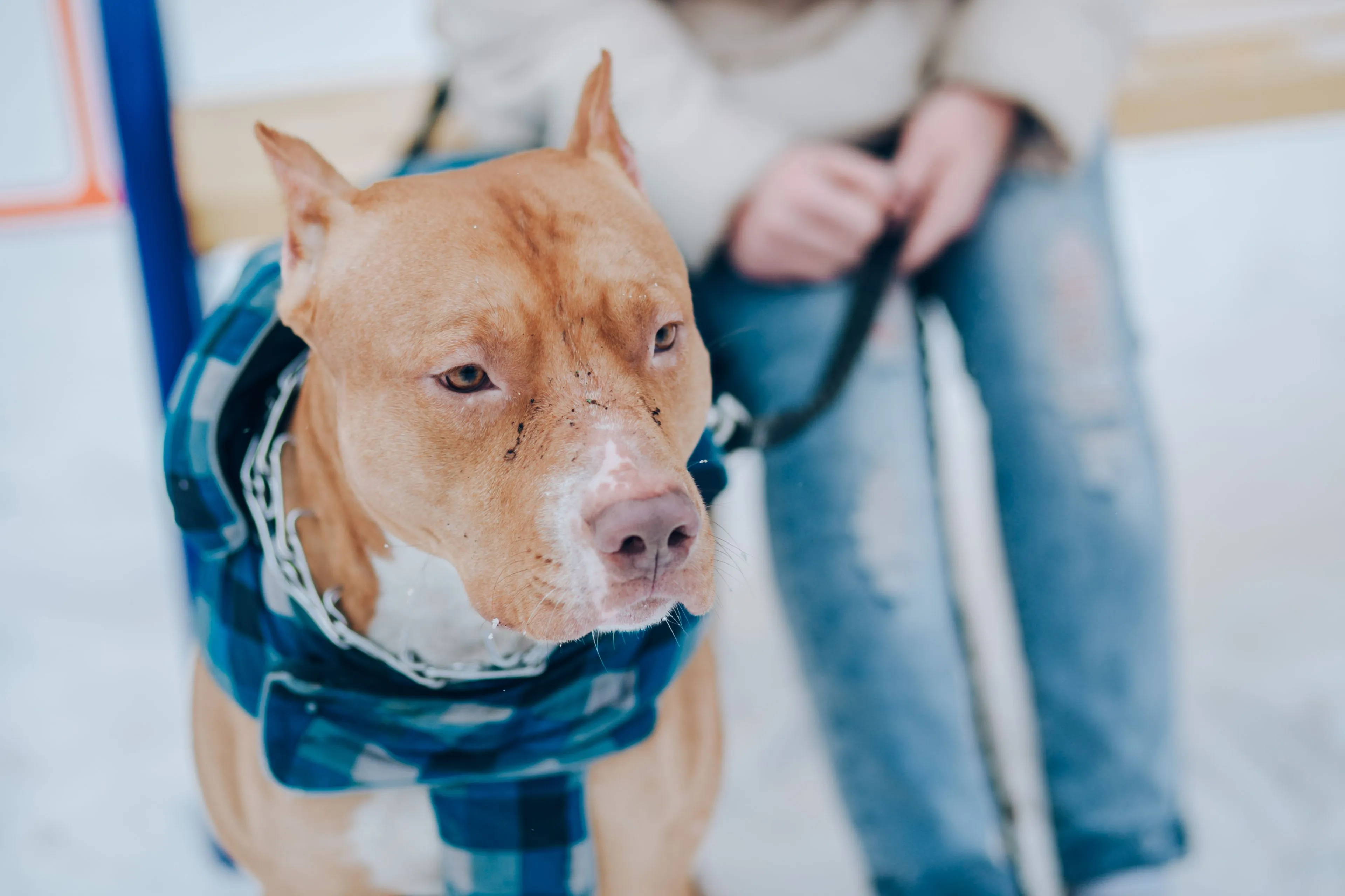 Moeder let eventjes niet op, hond bijt pasgeboren baby dood
