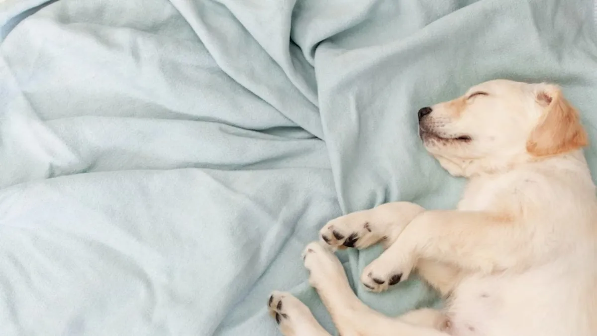 dog1221 1200x675