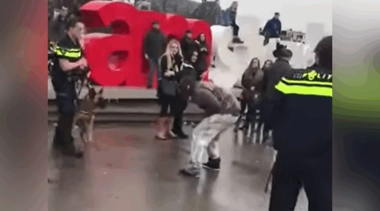 politehond