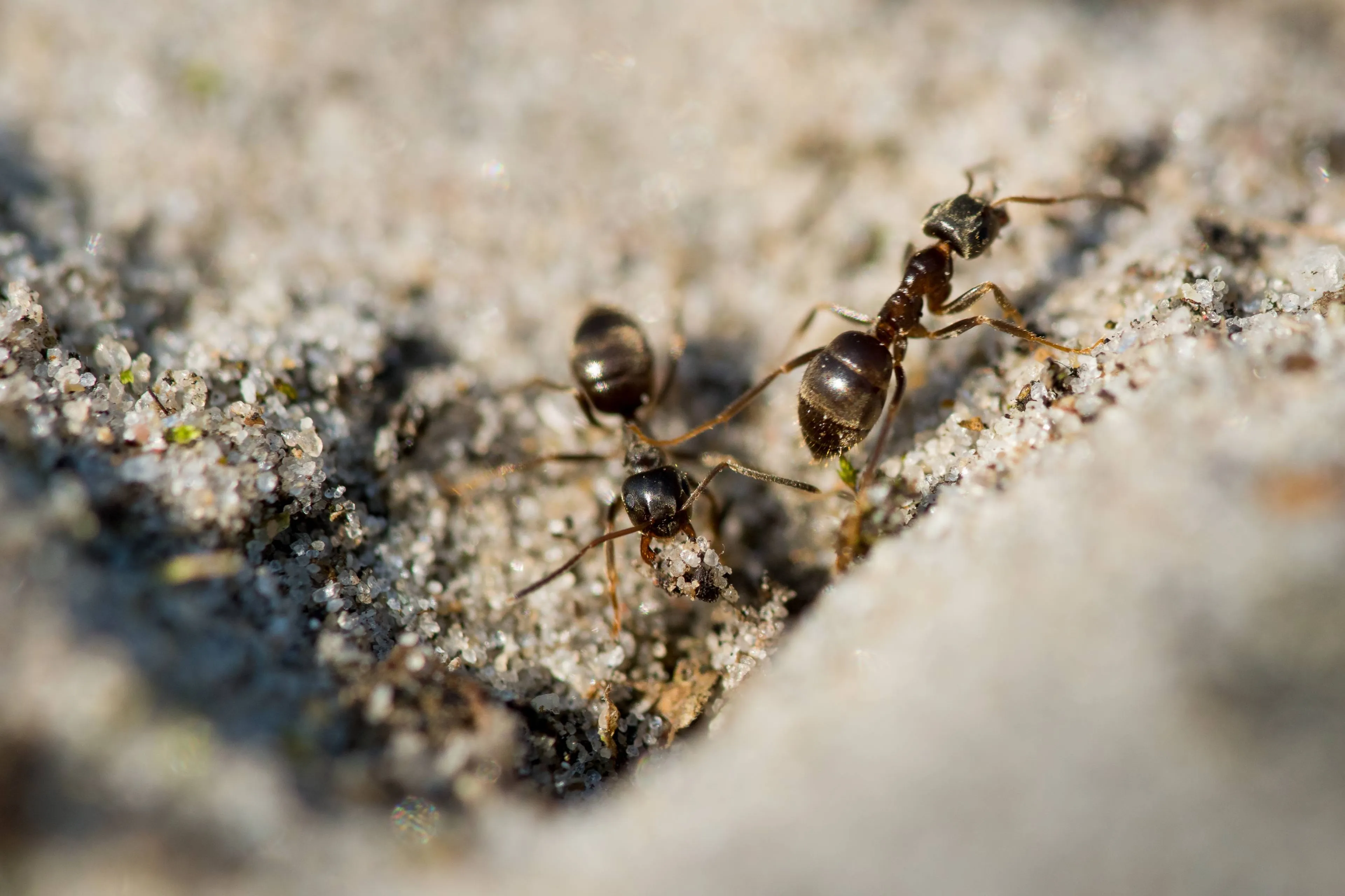 closeup ants walking ground