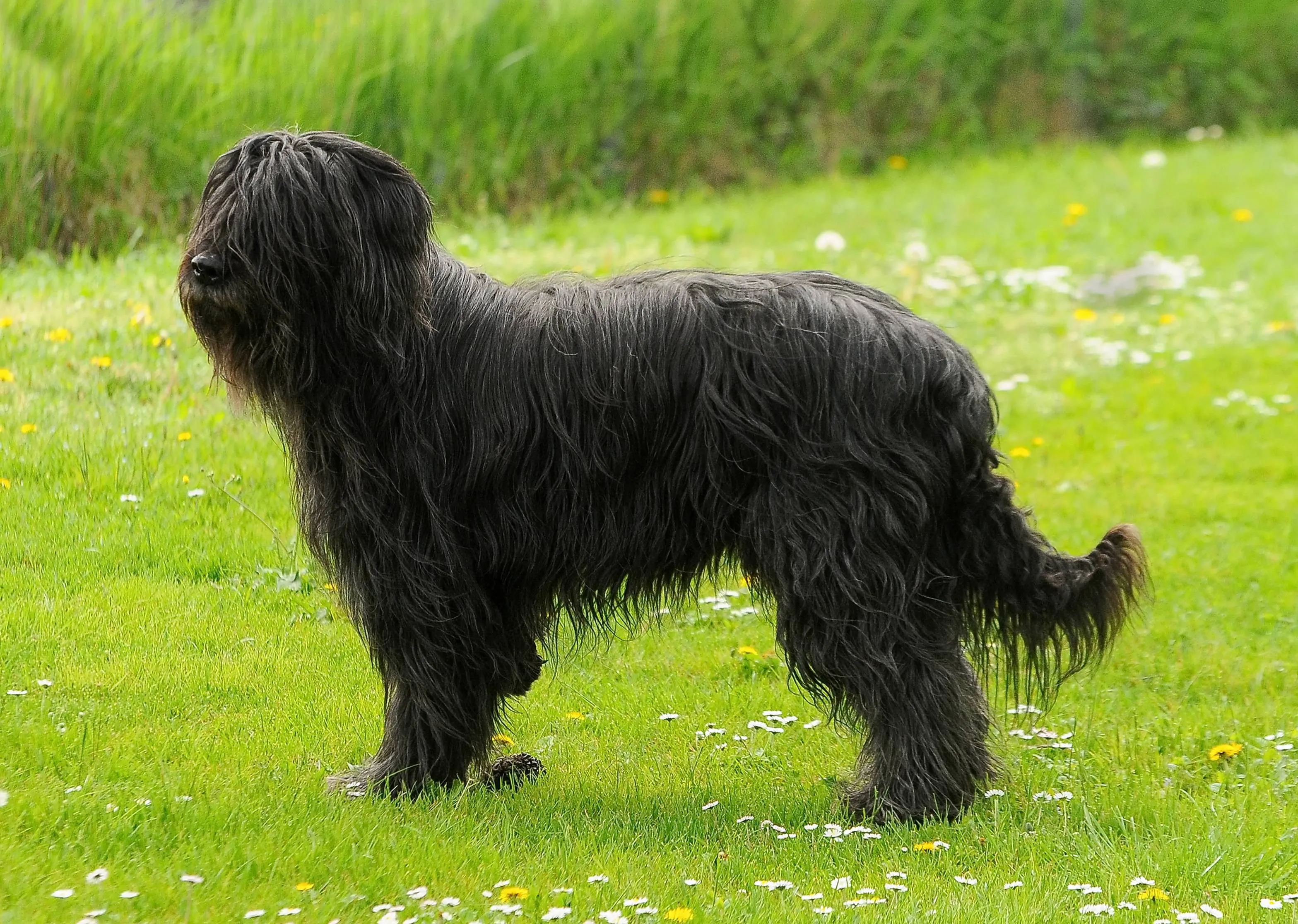 closeup vertical portrait hairy briard black dog outdoors park