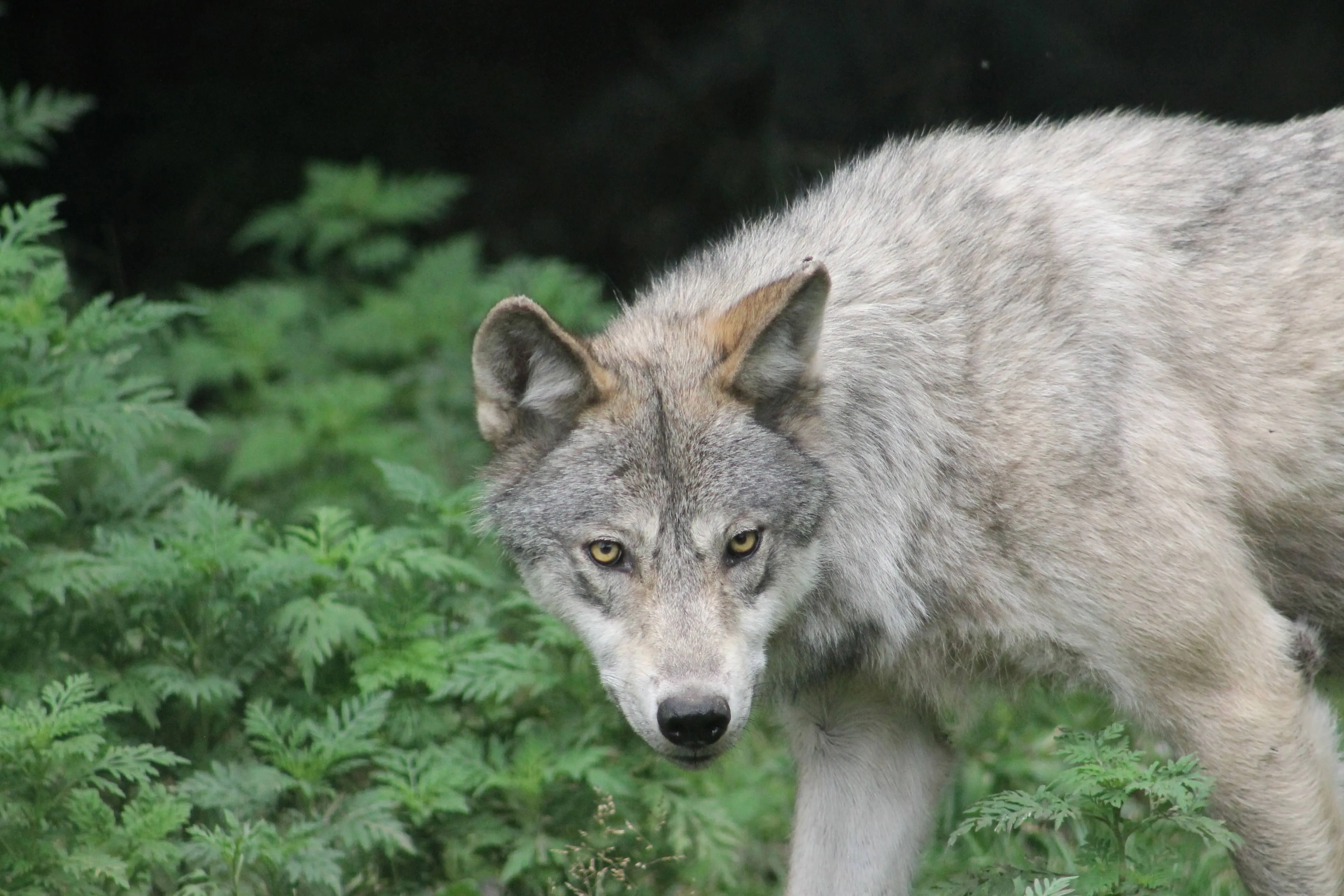 closeup-shot-gray-wolf-with-fierce-look-greenery-background
