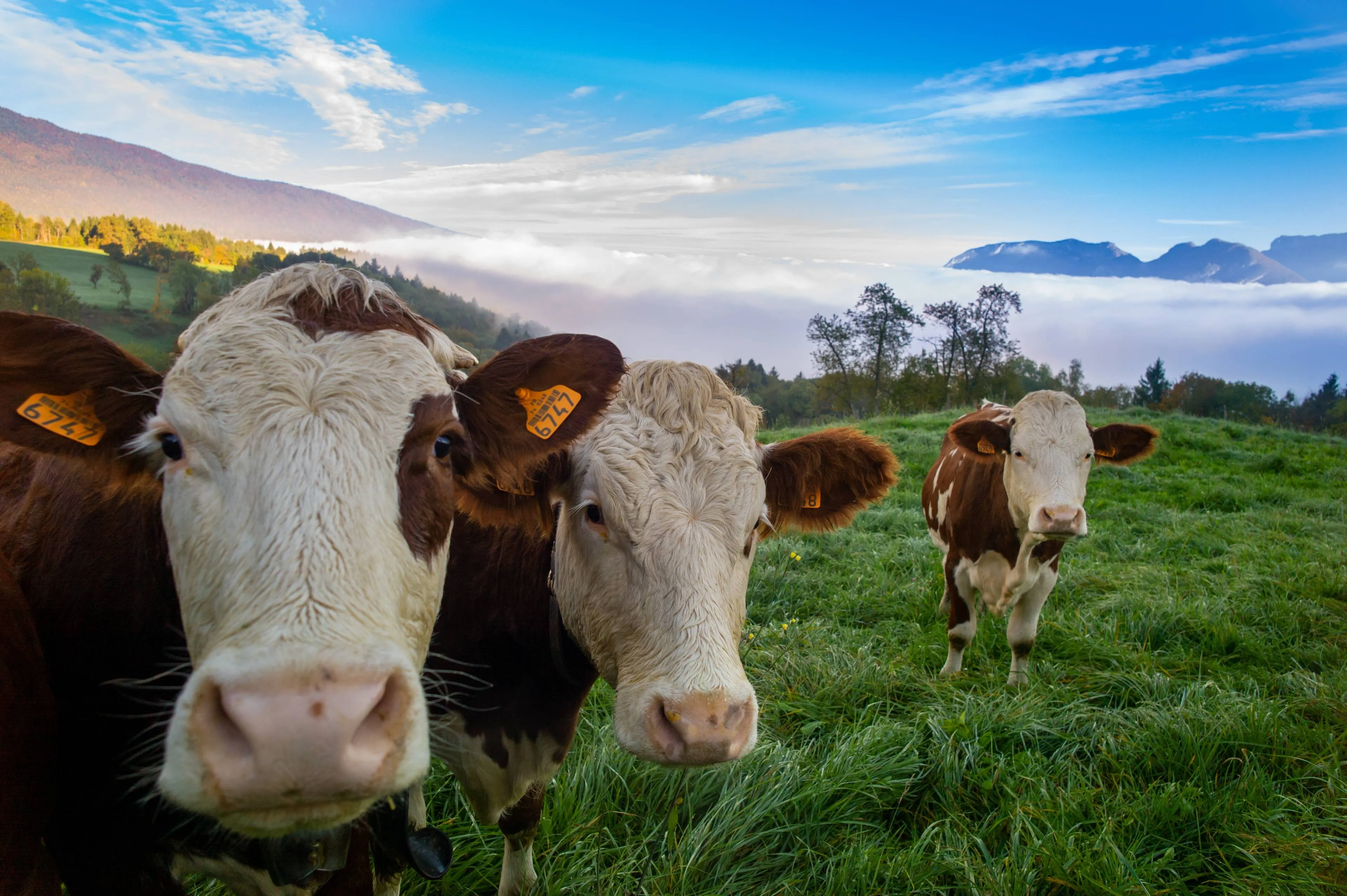 herd-cows-grazing-pasture-daytime