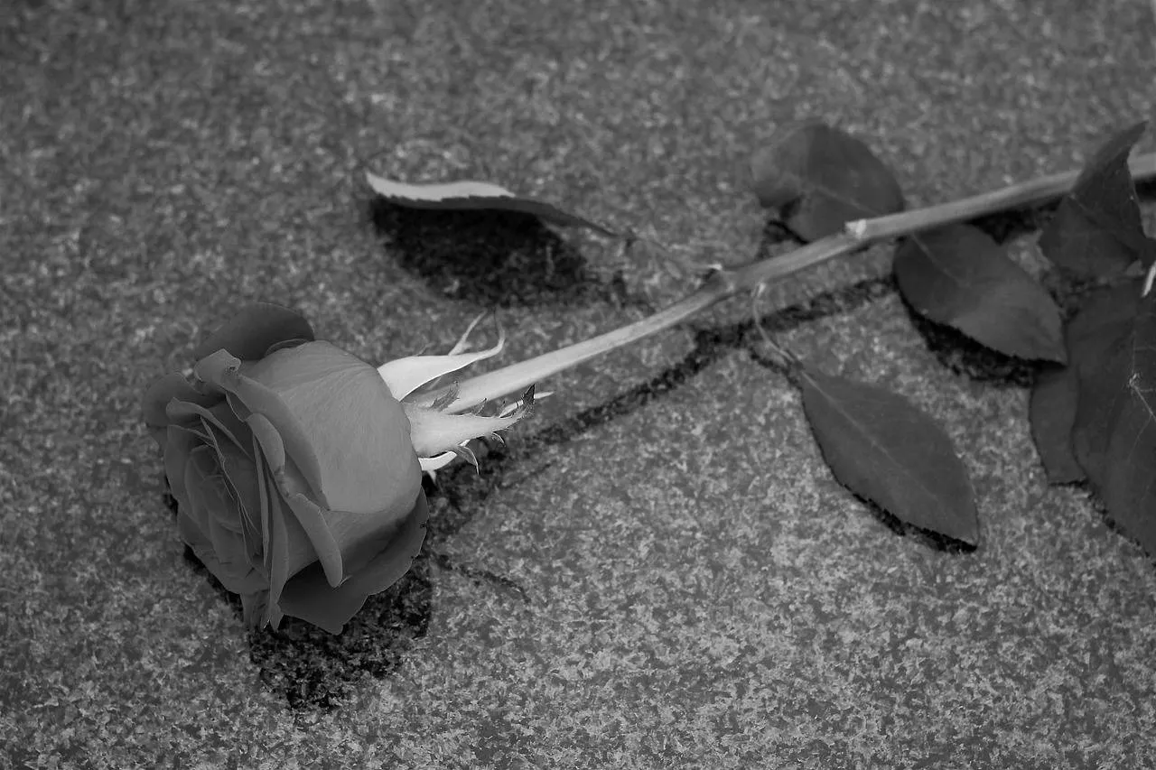 rose-4594637_1280