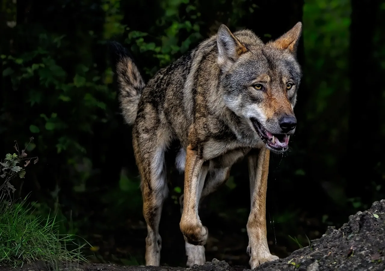 wolf-8207938_1280