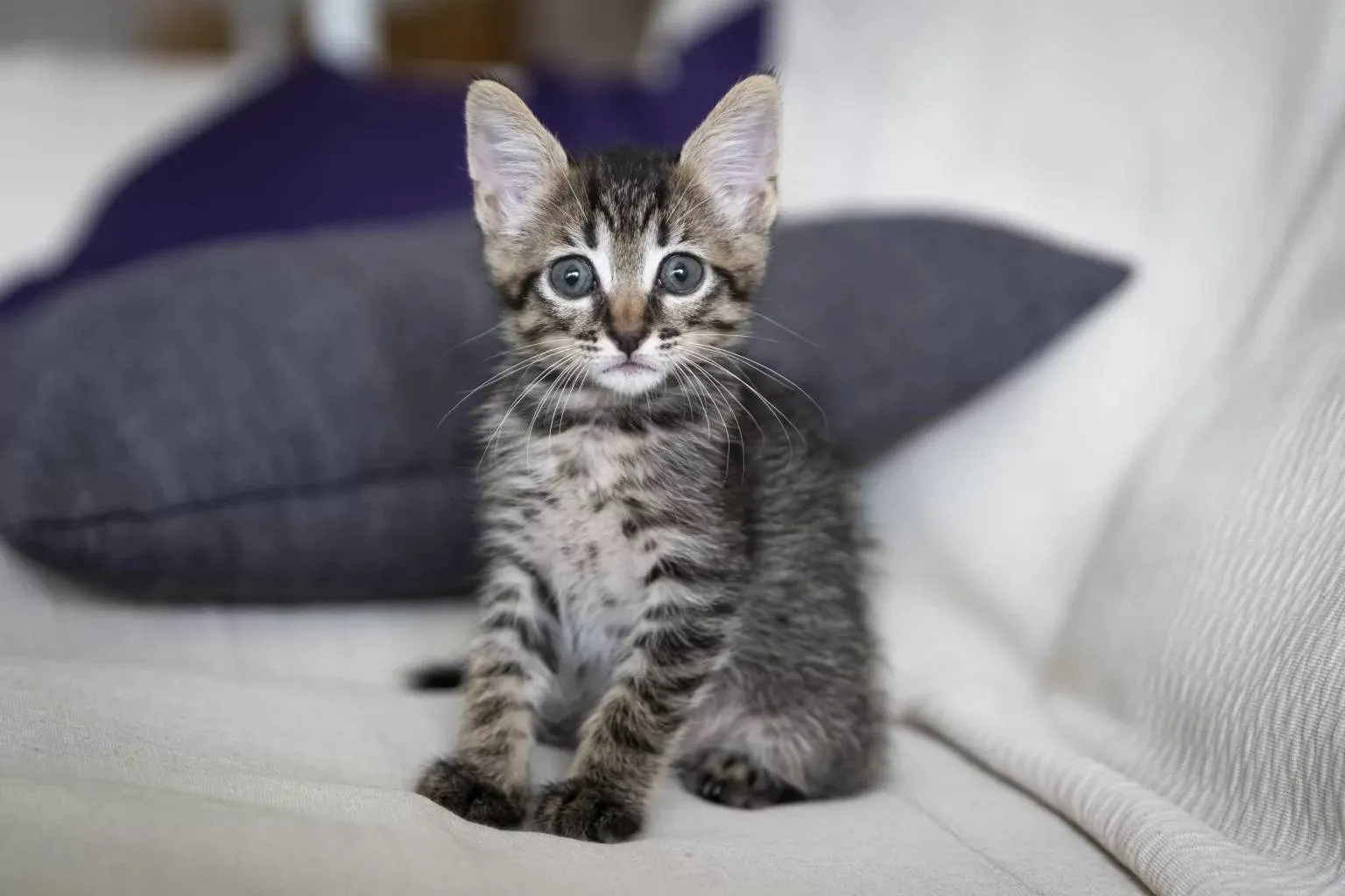 closeup-shot-adorable-kitten-sitting-couch-1-1536x1024