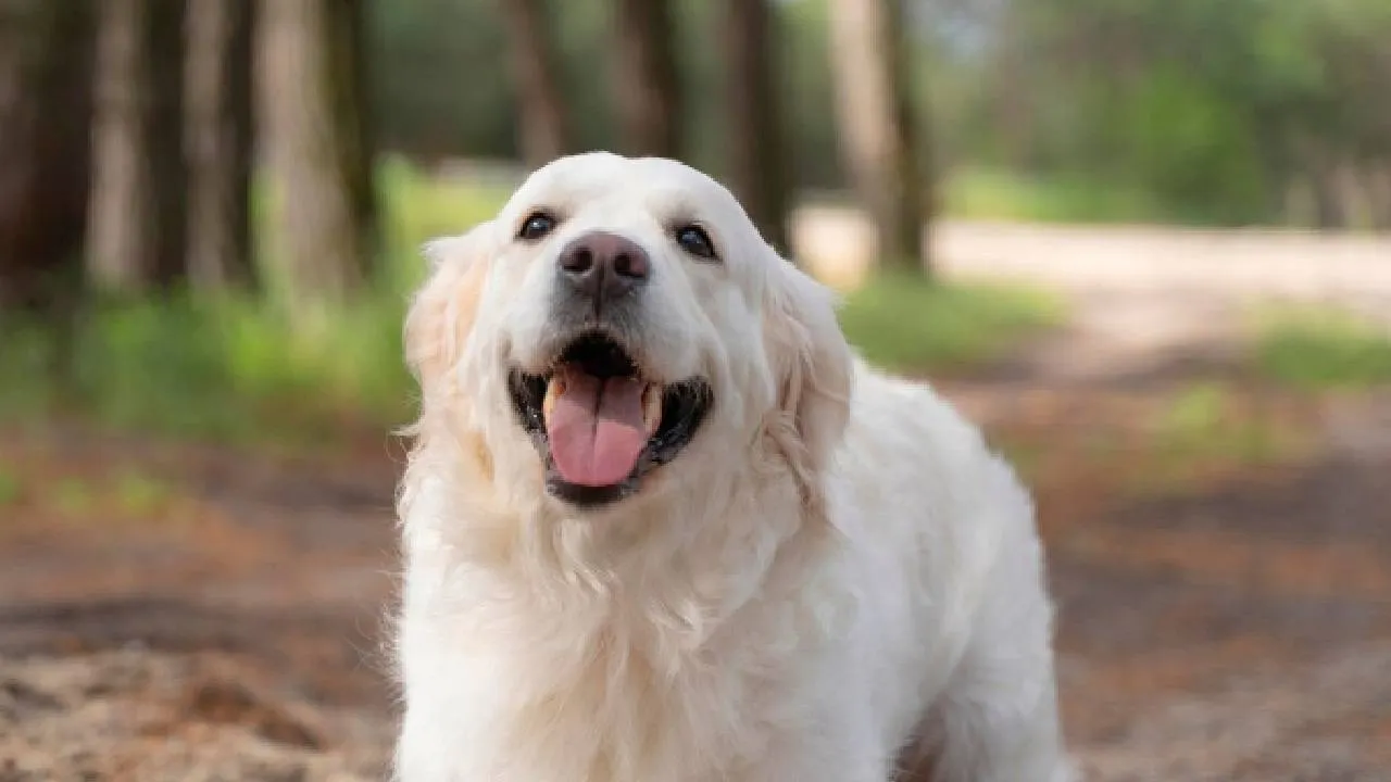Labra1