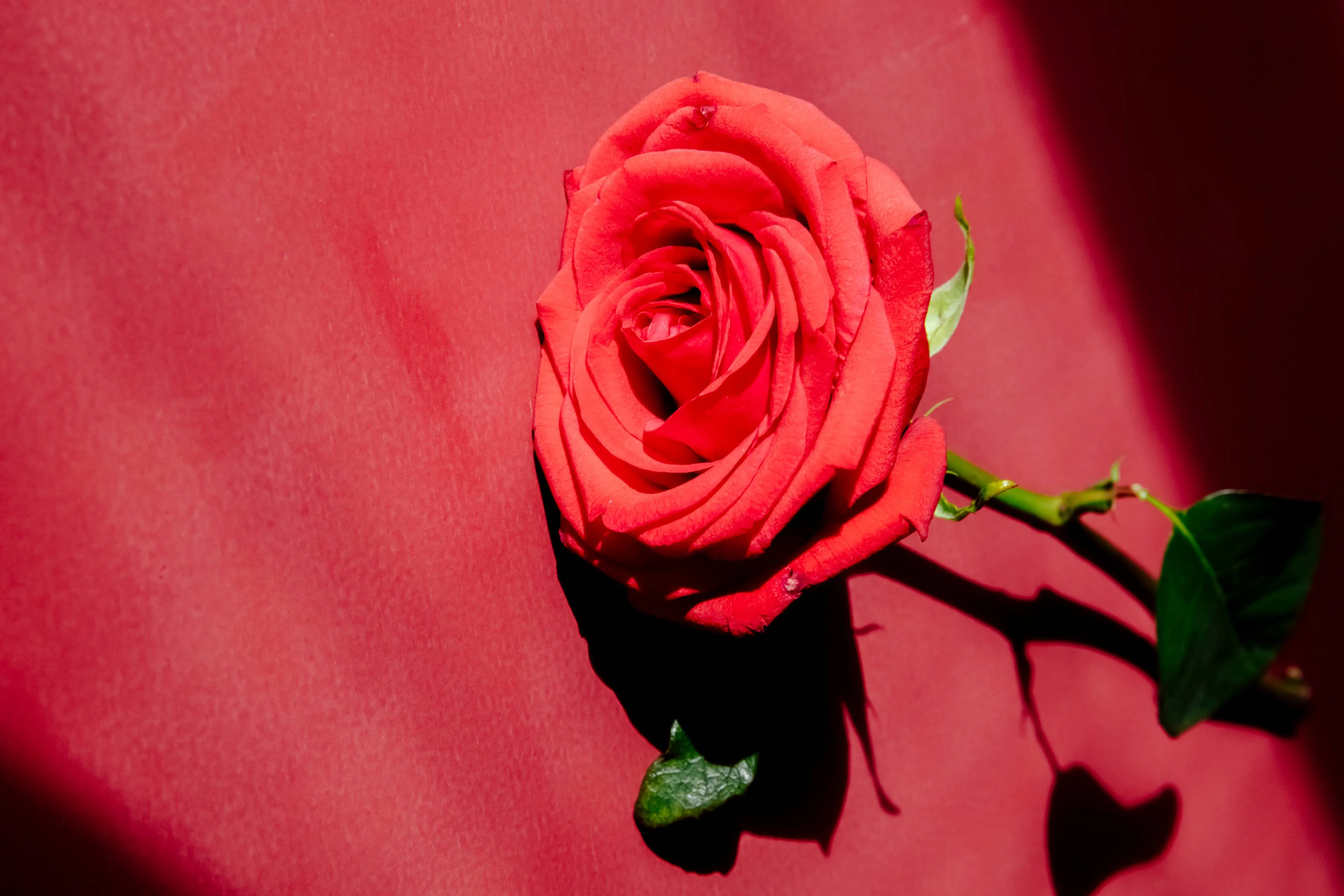 side-view-red-color-rose-isolated-red-texture-background